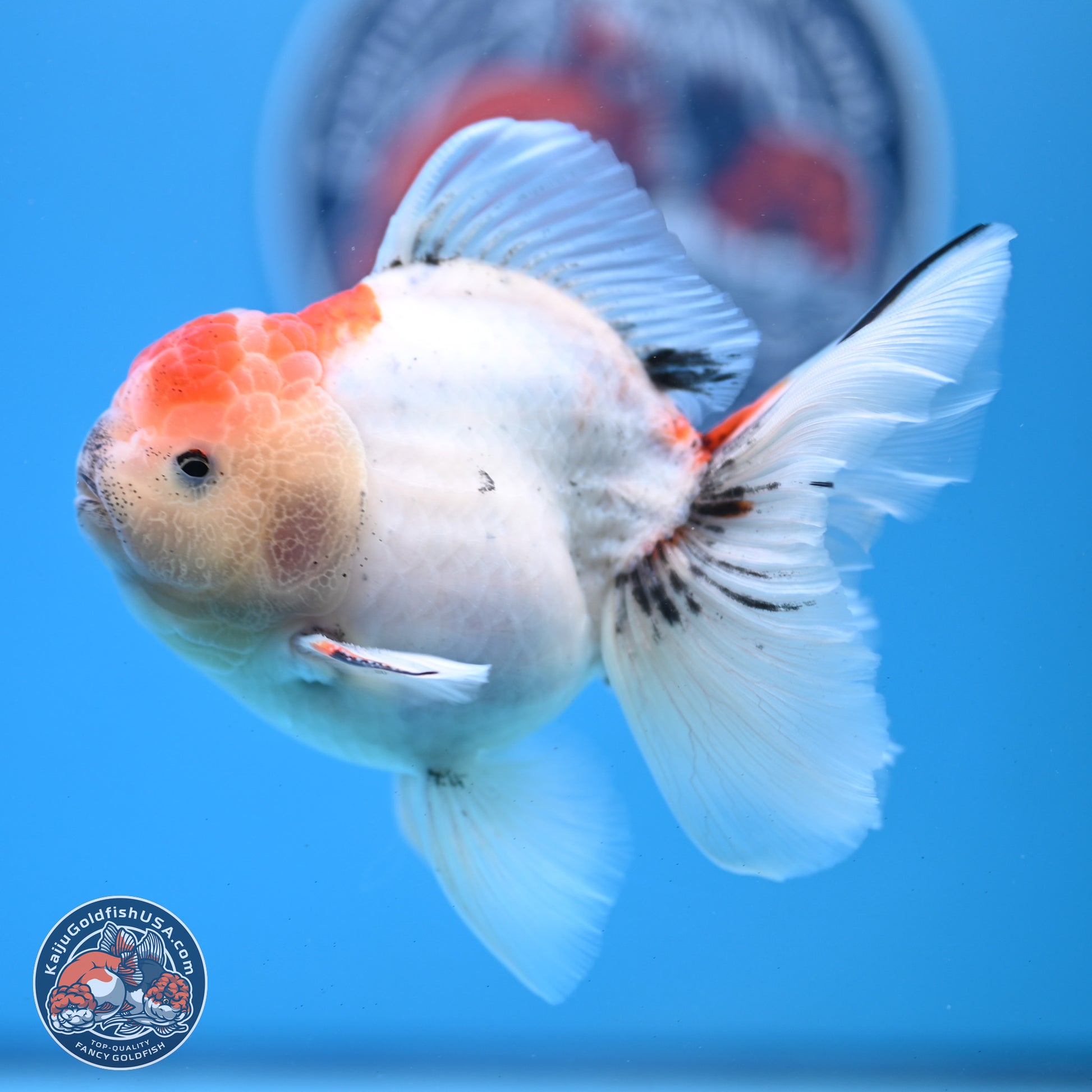 Calico Rose Tail Oranda 4-5 inches (240920_OR04) - Kaiju Goldfish USA