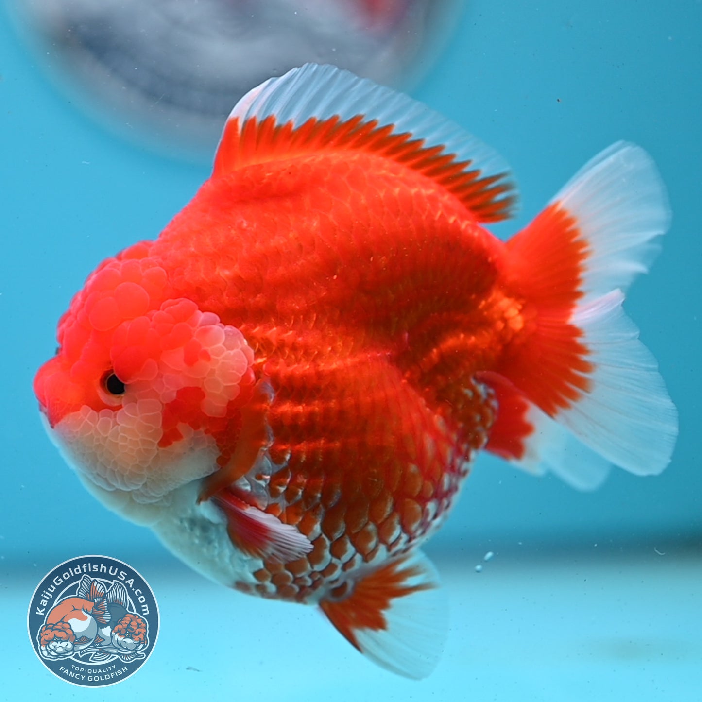 Red White YuanBao Oranda 4 inches Body (250509_OR04)