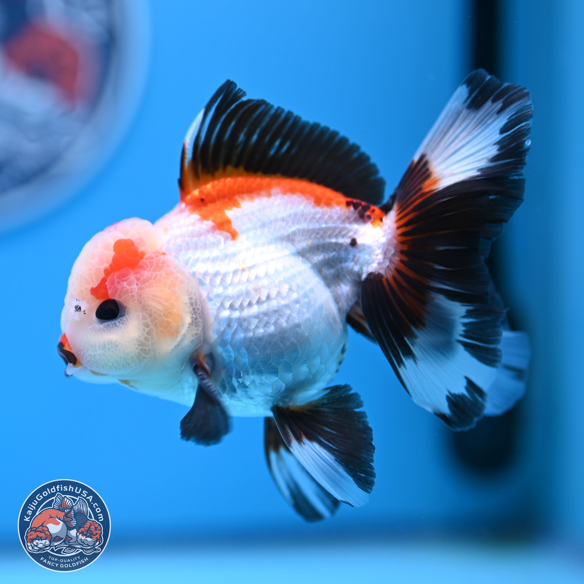 Tricolor Rose Tail Oranda 3.5in body (240809_OR04) - Kaiju Goldfish USA