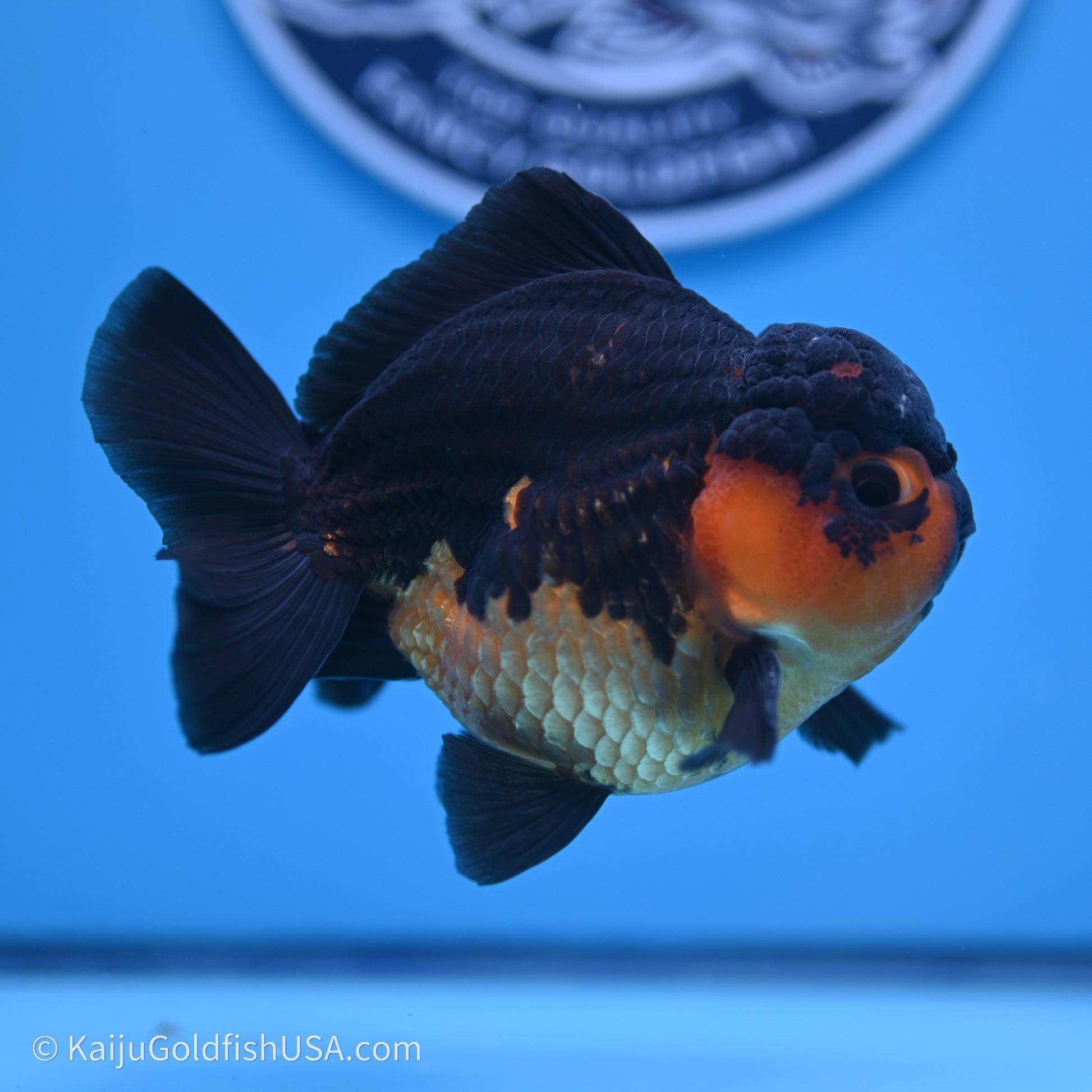 Shogun Godzilla Apache Oranda 3.5in Body (240719_OR04) - Kaiju Goldfish USA