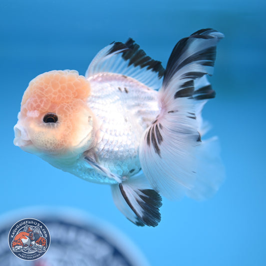 Panda Rose Tail Oranda 3.8 inches (241018_OR04)