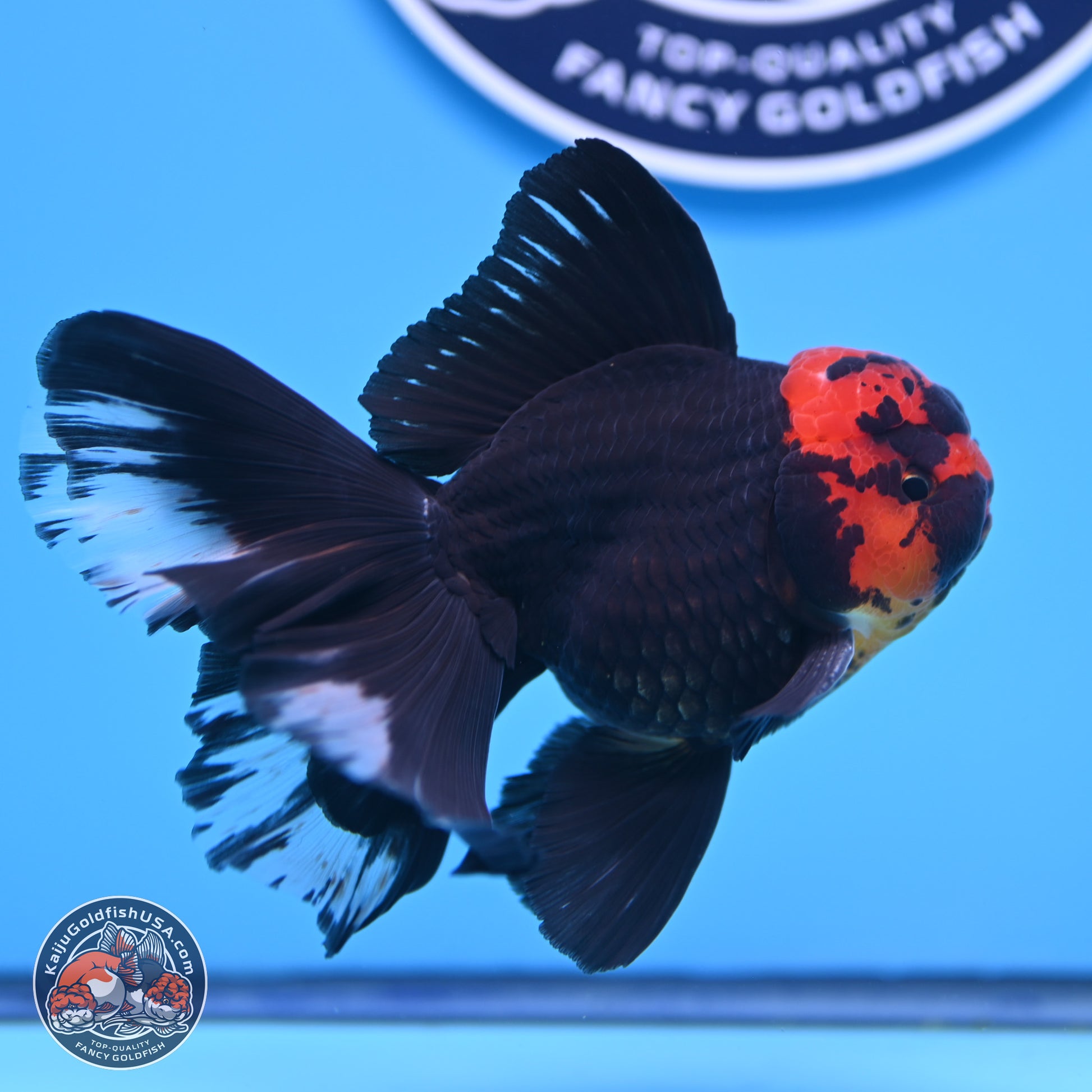 Red Head Black Body Orchid Tail Oranda 3.25in Body (240830_OR04) - Kaiju Goldfish USA