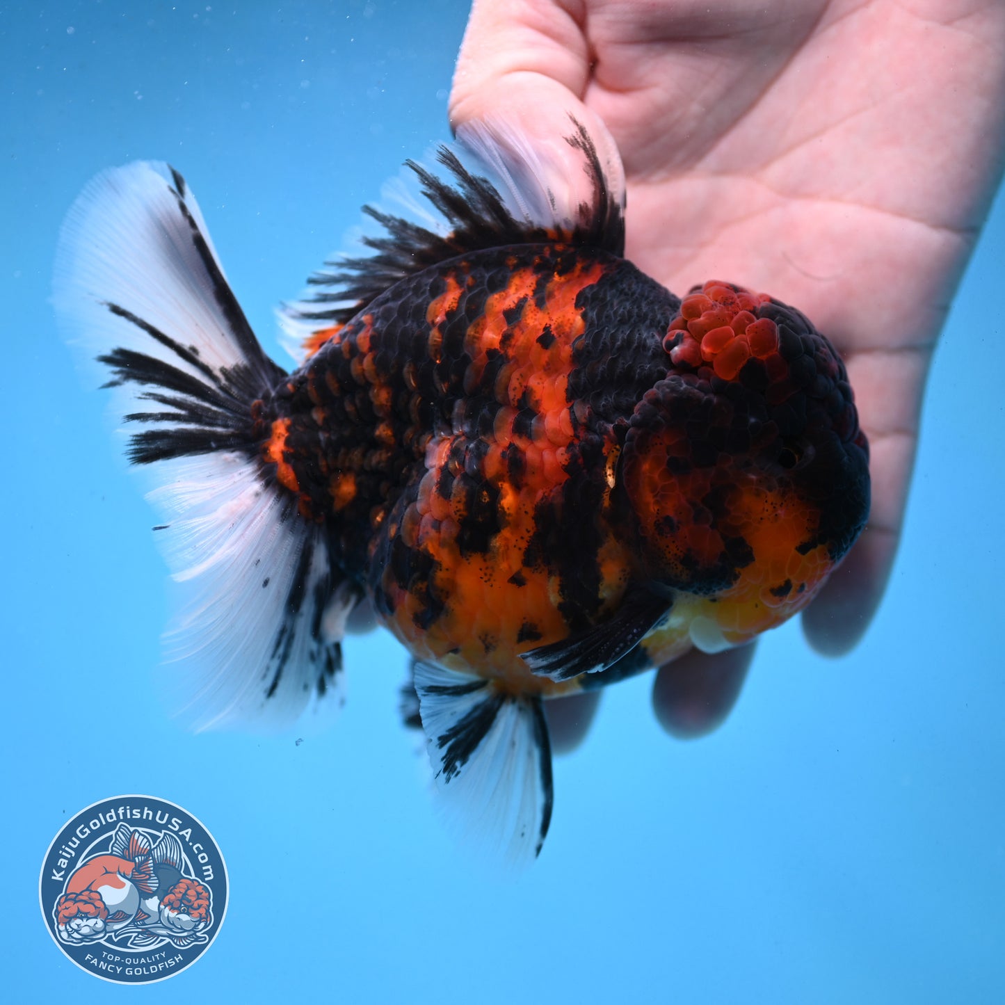 Tiger Oranda 4 inch Body (250926_OR04) - READ DESCRIPTION