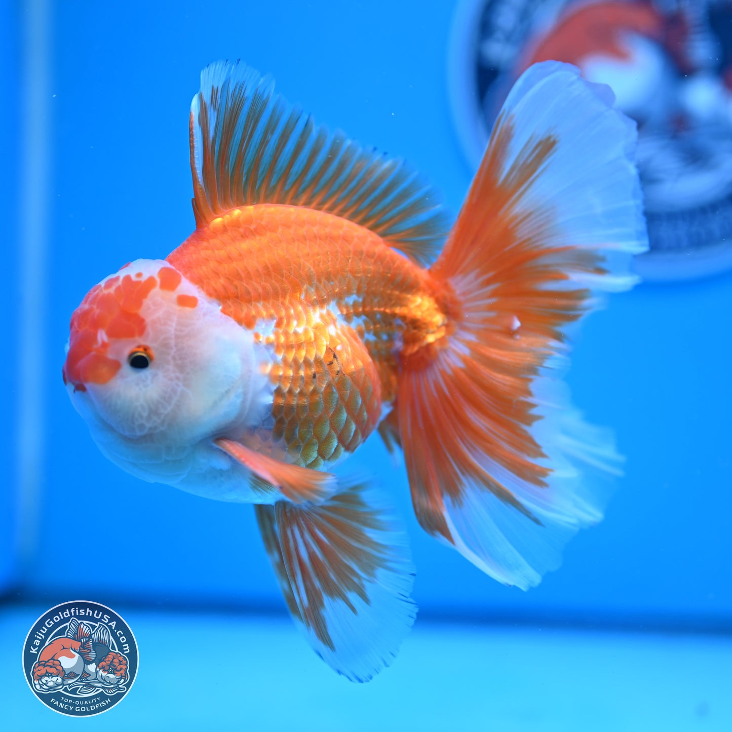 Red White Orchid Tail Oranda 4-6 inches (240906_OR04) - Kaiju Goldfish USA