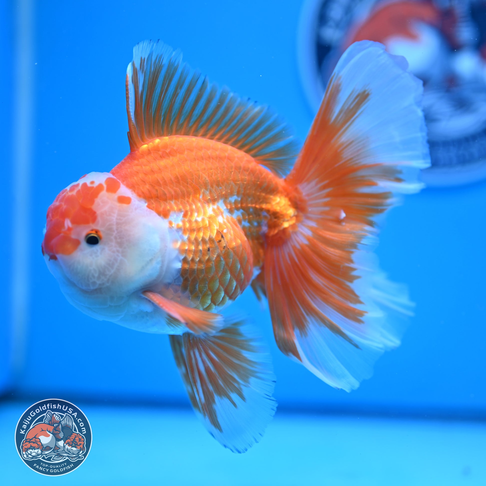 Red White Orchid Tail Oranda 4-6 inches (240906_OR04) - Kaiju Goldfish USA