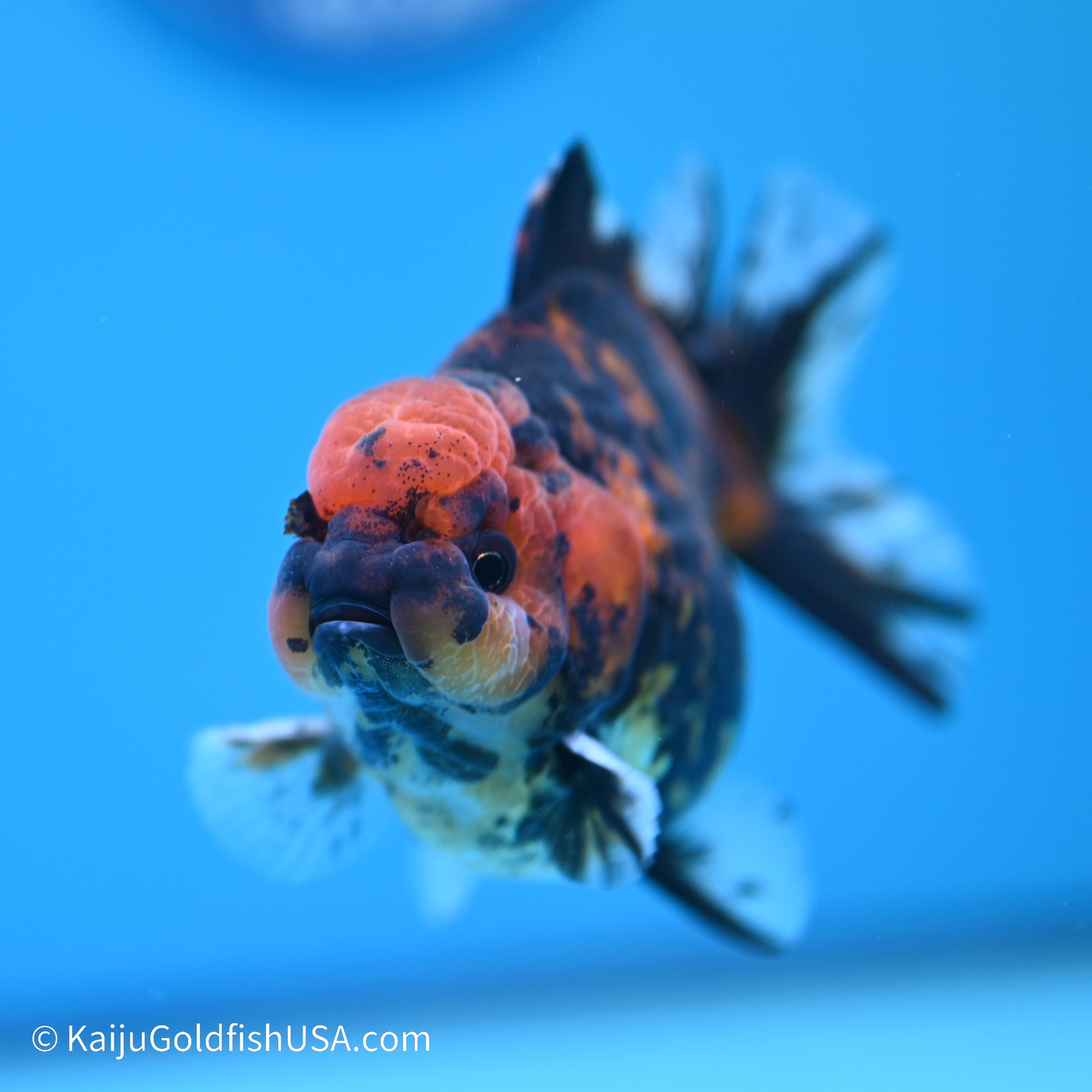 Tiger YuanBao Oranda 4 inches (240517_OR04) - Kaiju Goldfish USA