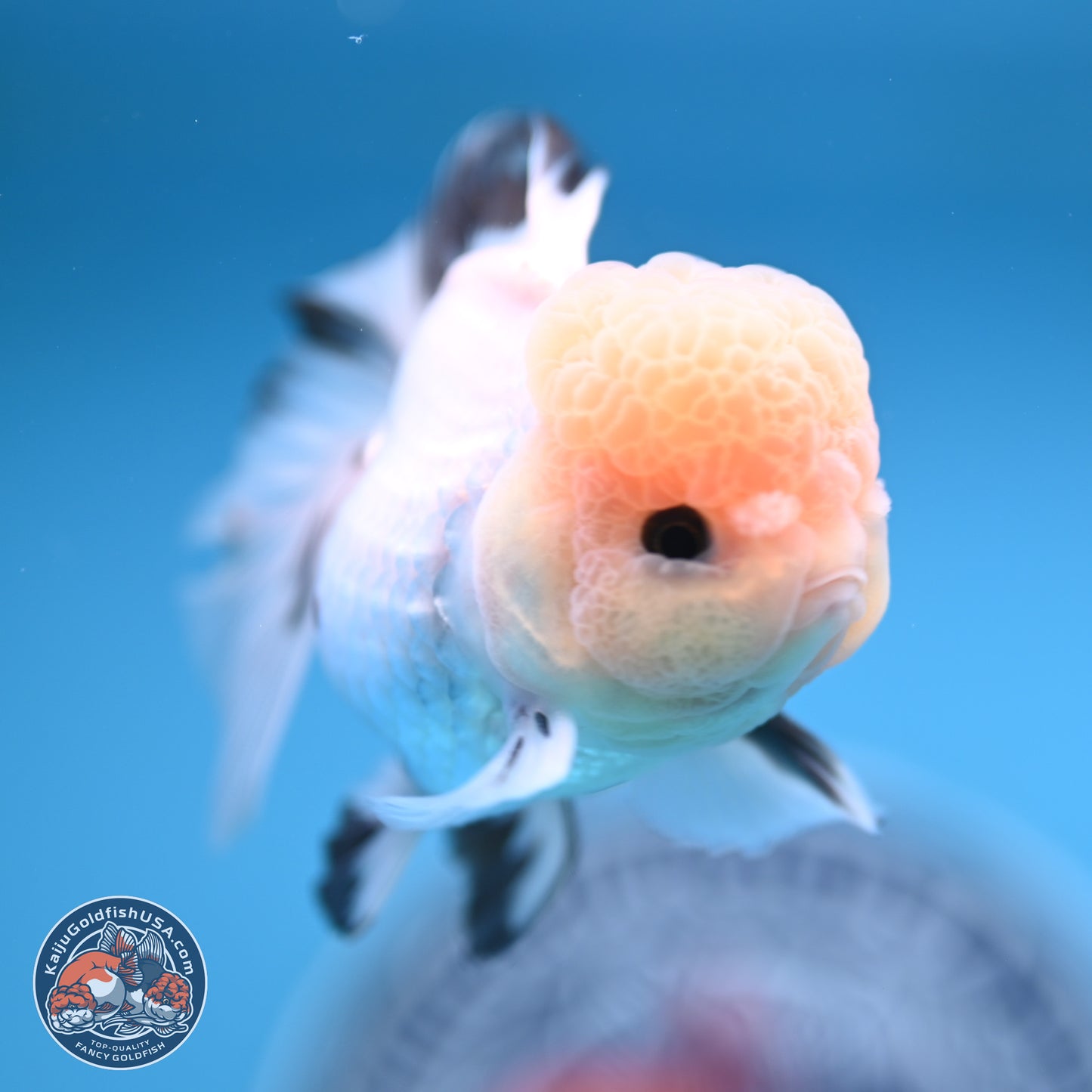 Panda Rose Tail Oranda 3.8 inches (241018_OR04)