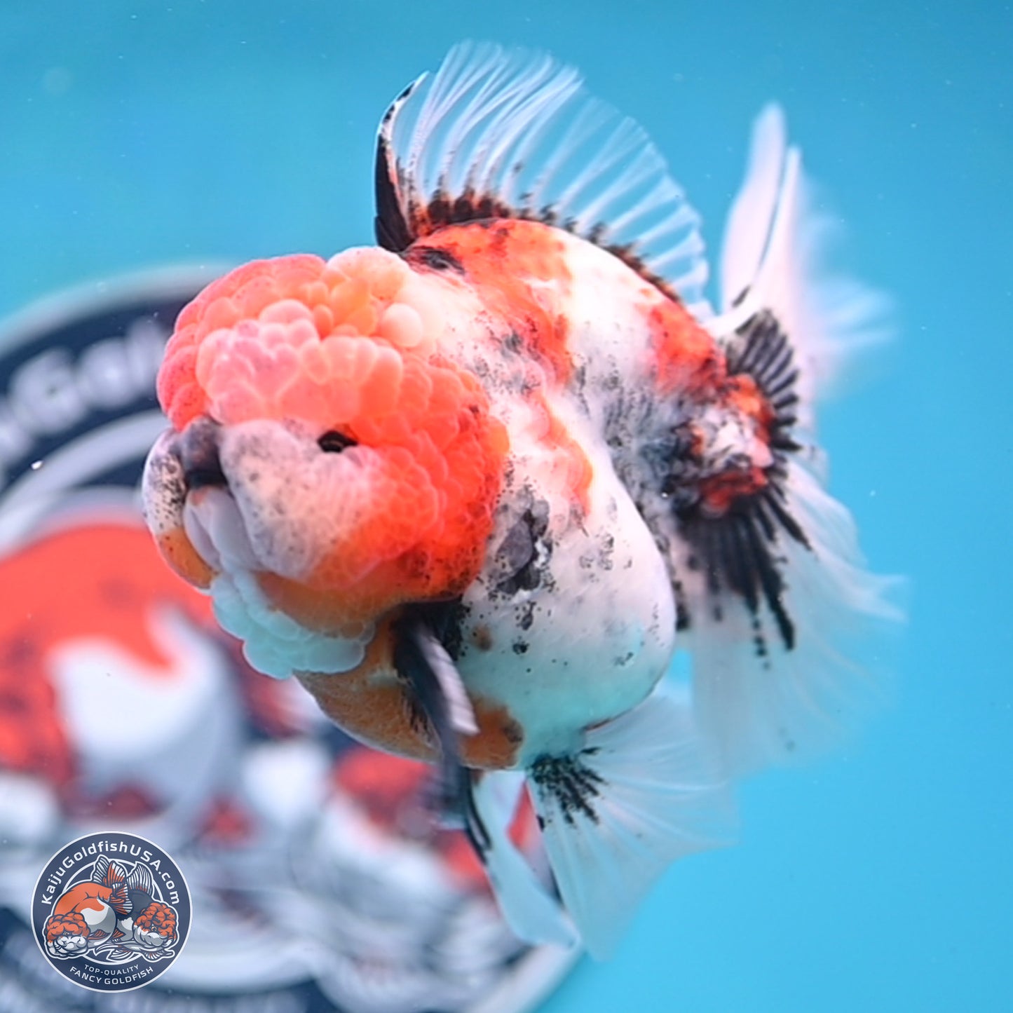 Tricolor Tiger Rose Tail Oranda 3.5 inches Body - Male (250404_OR04)