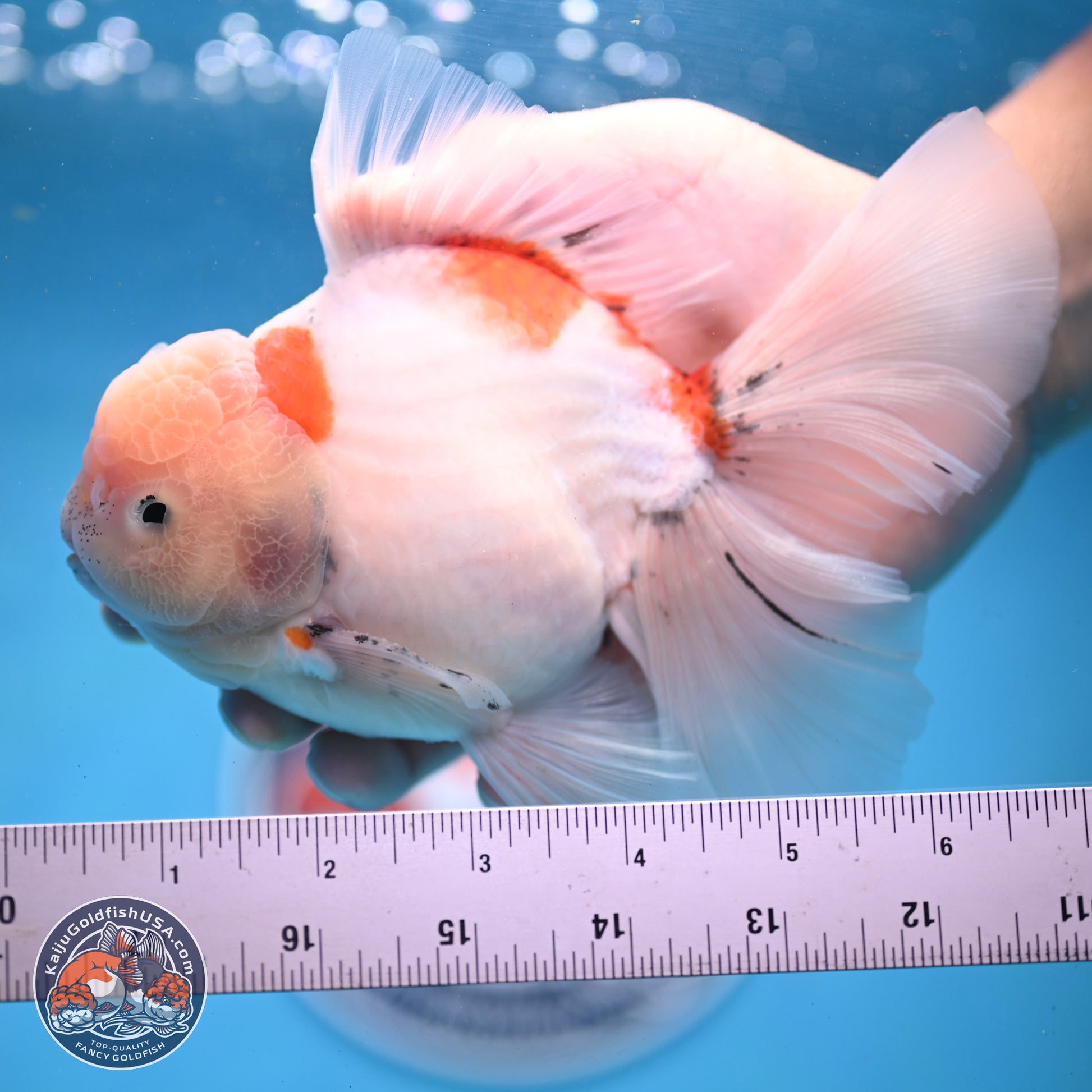 Calico Rose Tail Oranda 6 inches - Male (241122_OR04) - Kaiju Goldfish USA