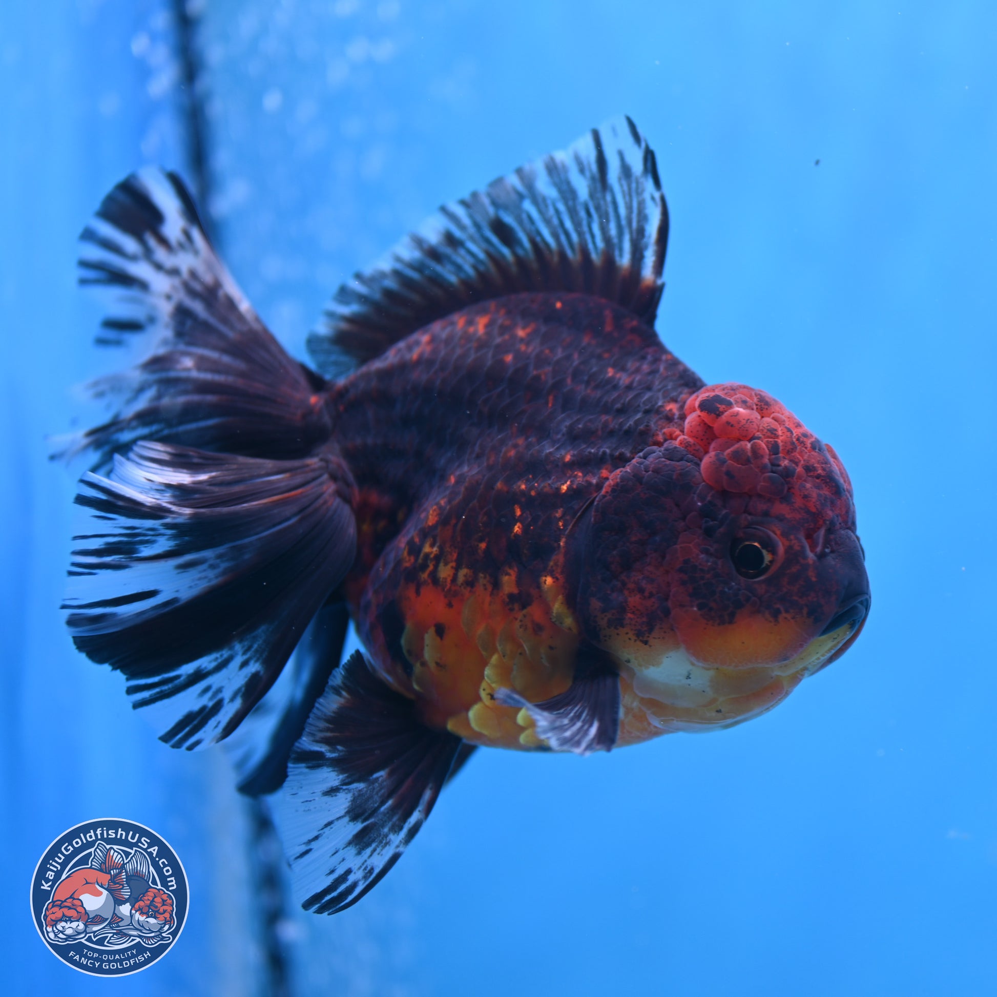 Red Kirin Rose Tail Oranda 6 inches - Male (241115_OR04) - Kaiju Goldfish USA