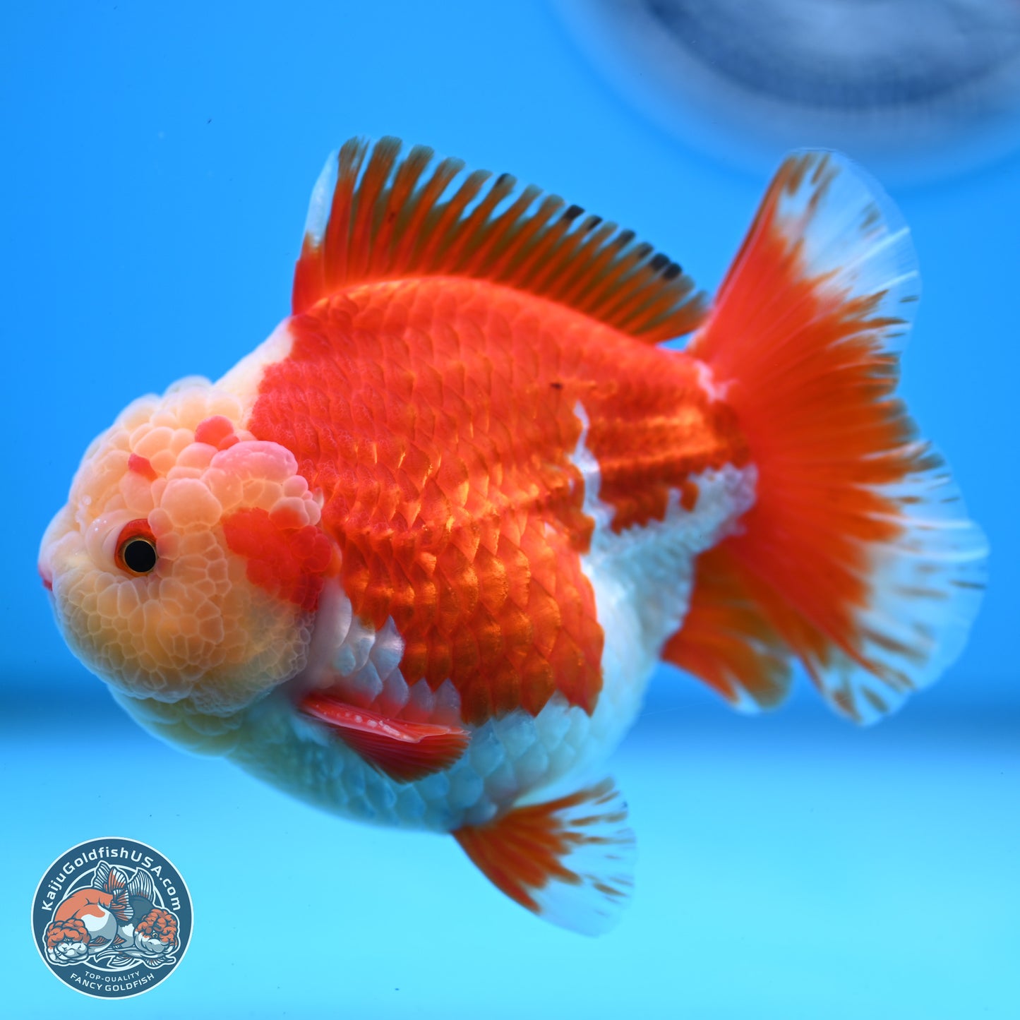 Jade Head Red White YuanBao Oranda 3.5 inches Body - Male (250228_OR04)