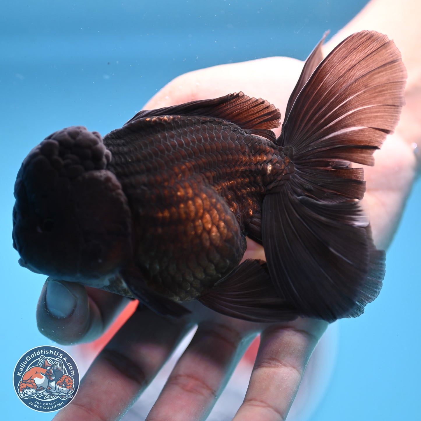 Black Rose Tail Oranda 3.75 inches Body - Male (250103_OR04) - Kaiju Goldfish USA