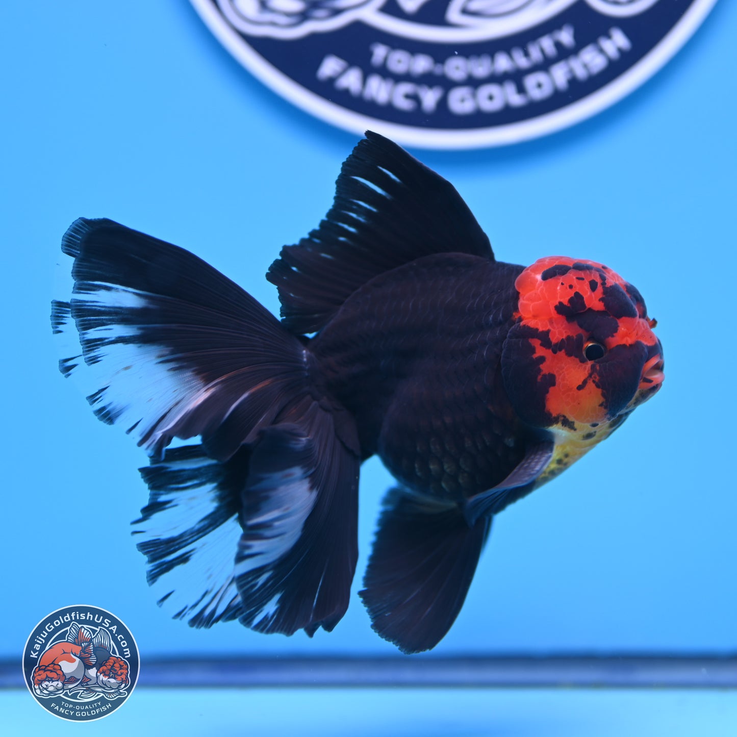 Red Head Black Body Orchid Tail Oranda 3.25in Body (240830_OR04) - Kaiju Goldfish USA