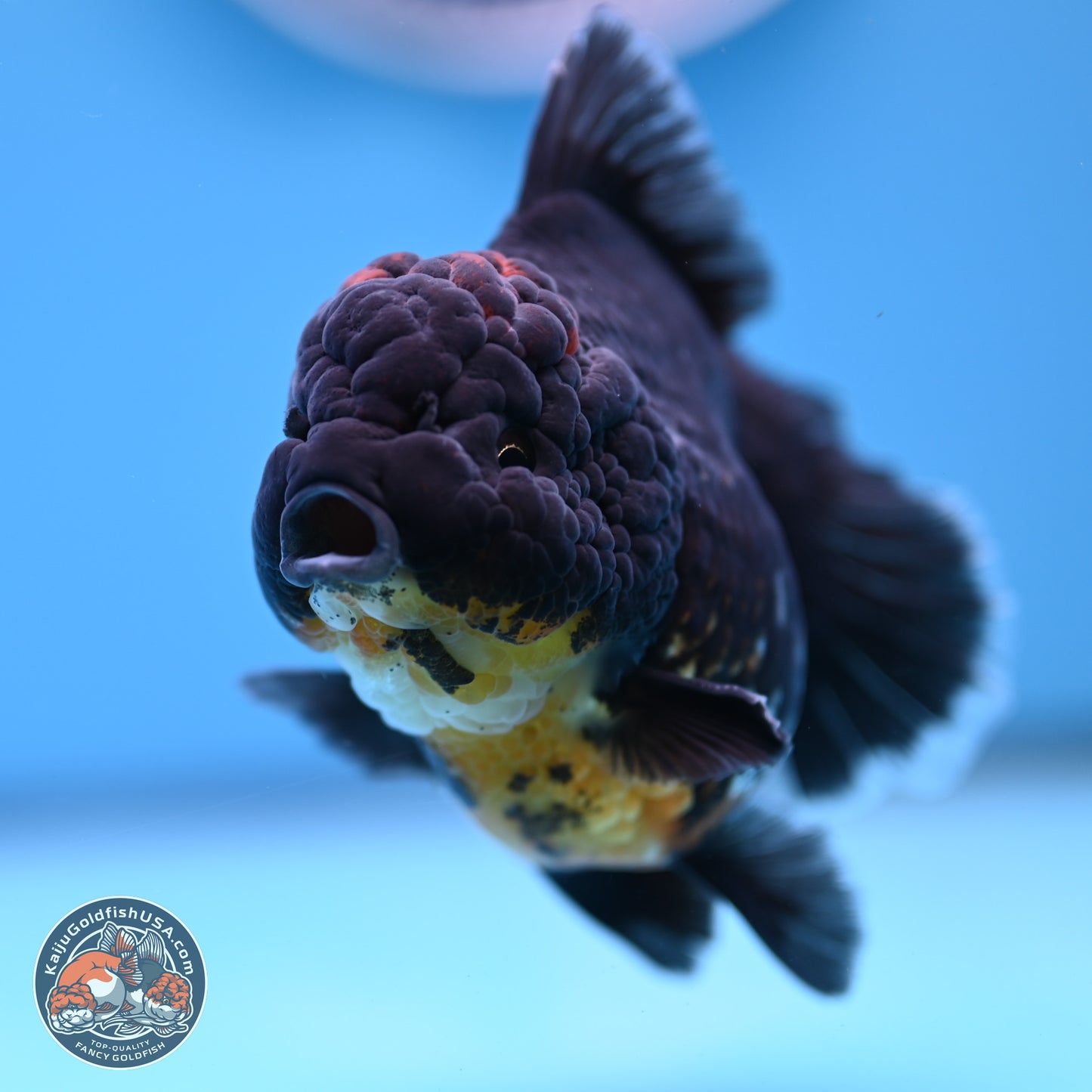 Kirin Rose Tail Oranda 4.5 inches (241101_OR04) - Kaiju Goldfish USA