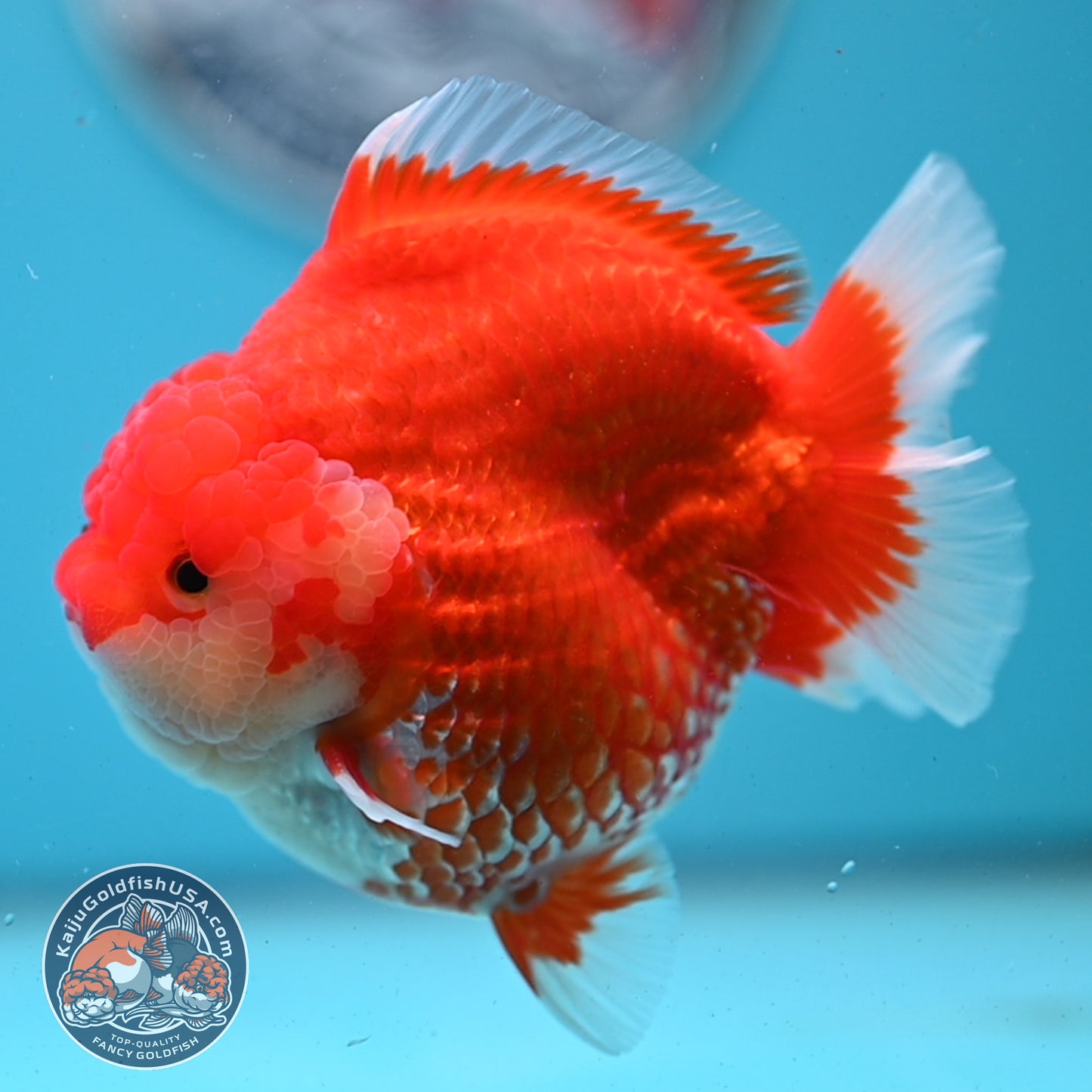Red White YuanBao Oranda 4 inches Body (250509_OR04)