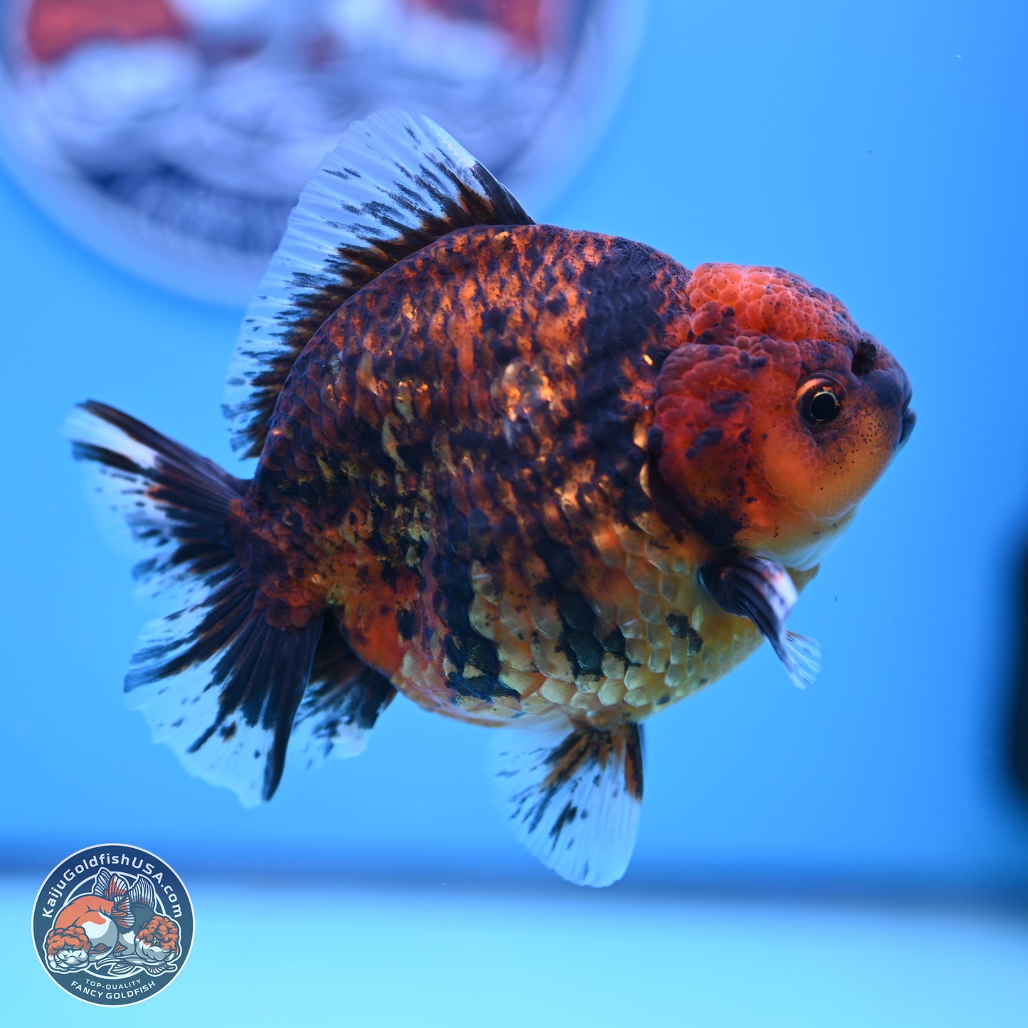 Shogun Tiger Oranda 3.75-4.5 inches (241004_OR04) - Kaiju Goldfish USA