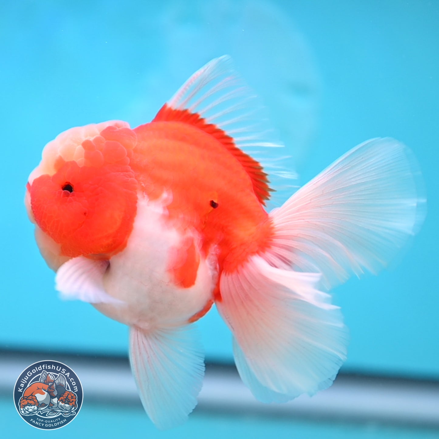 Sakura Rose Tail Oranda 3.5 inches Body - Male (250207_OR04)