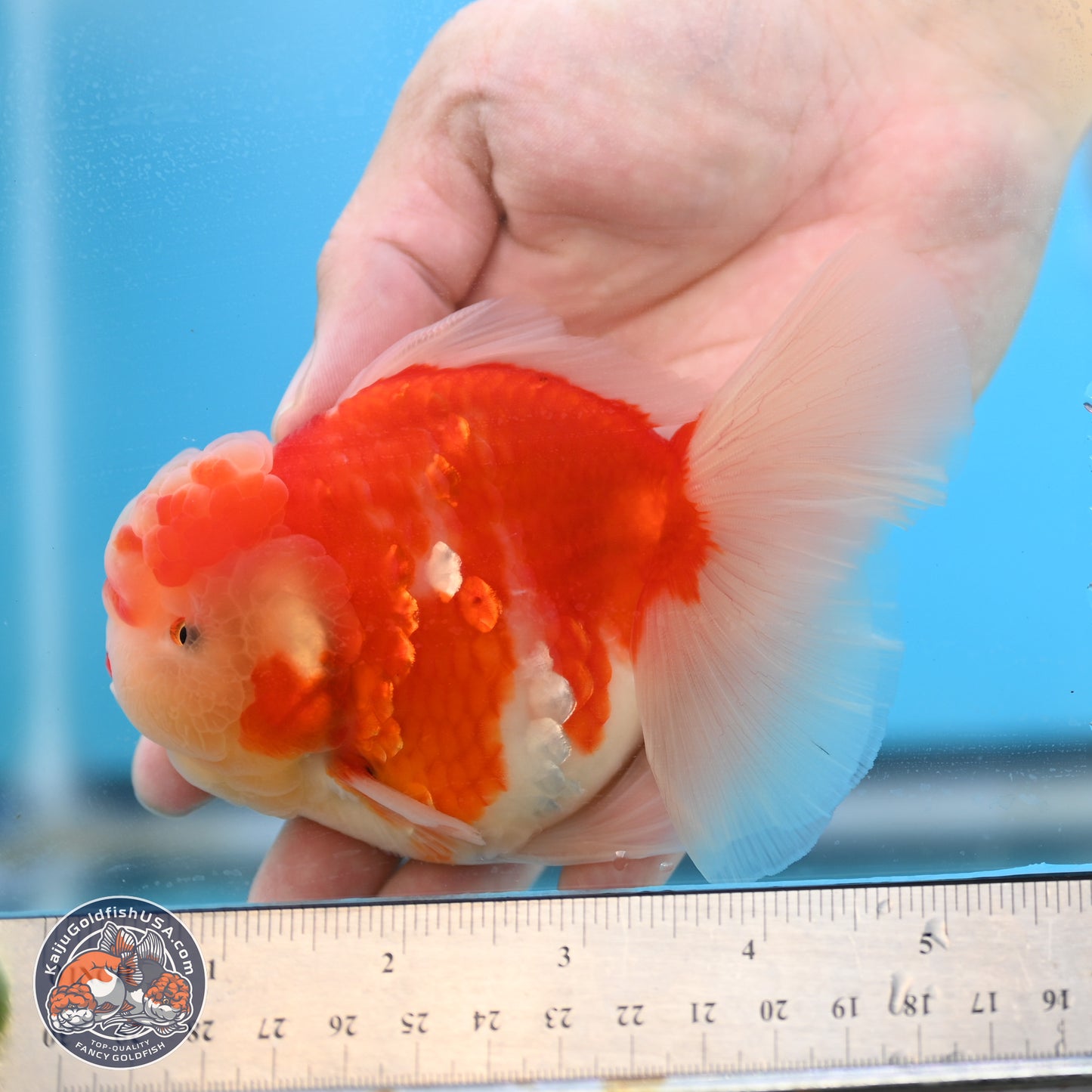 Sakura Rose Tail Oranda 3.5 inches Body - Male (250214_OR04)