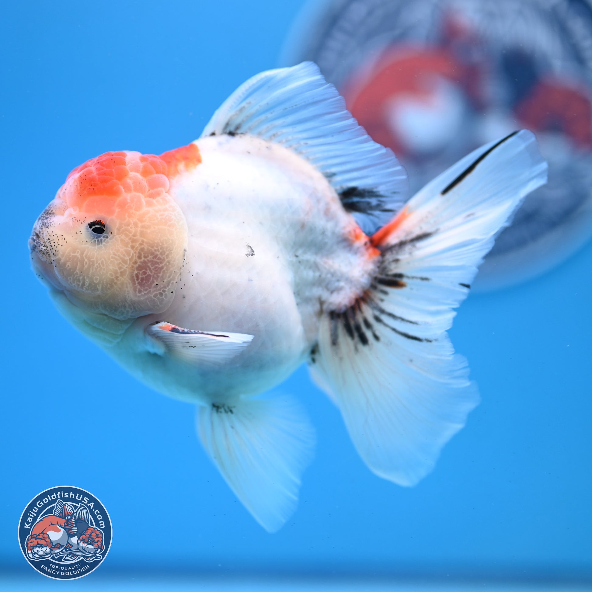 Calico Rose Tail Oranda 4-5 inches (240920_OR04) - Kaiju Goldfish USA