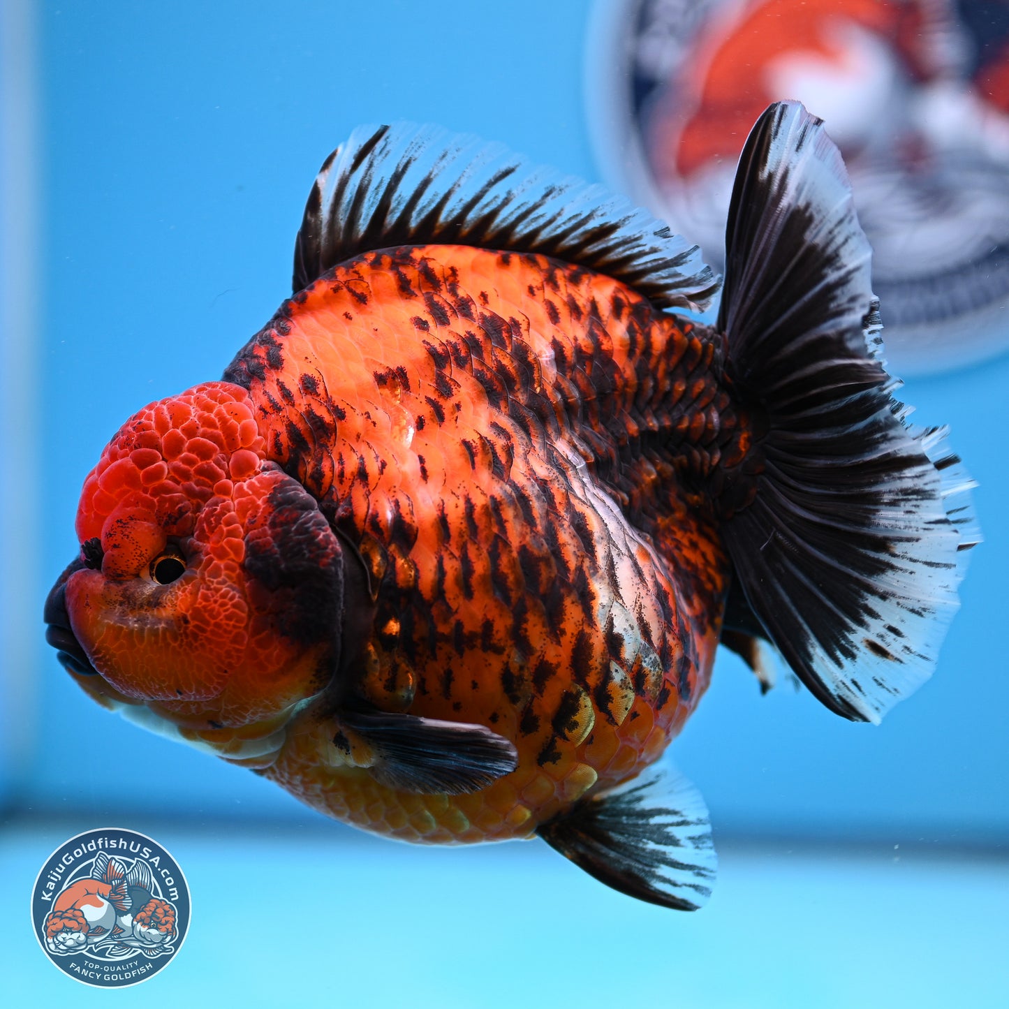 Jumbo Shogun Godzilla Red Kirin Oranda 5.2in Body (240823_OR4)- Overnight shipping only - Kaiju Goldfish USA