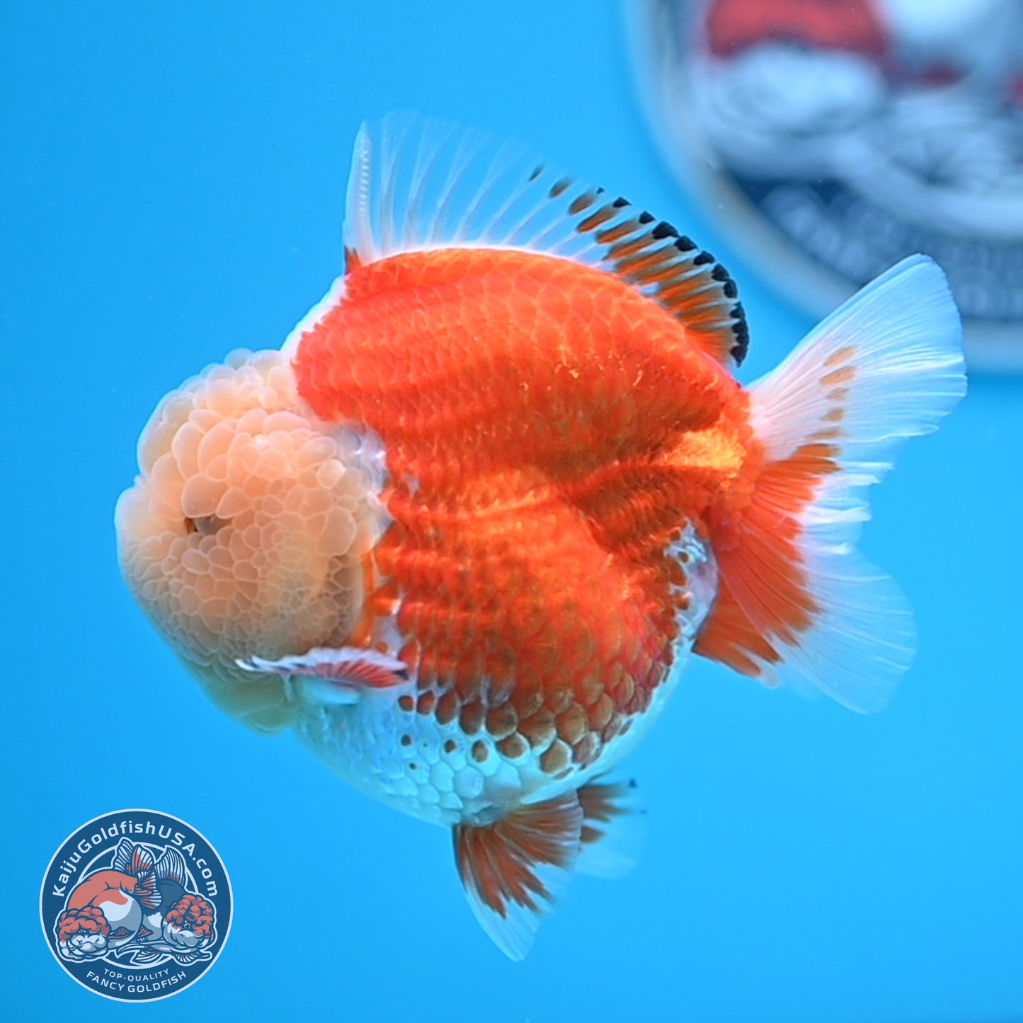 Jade Head Red White Oranda 3.5 inches Body (250523_OR04)