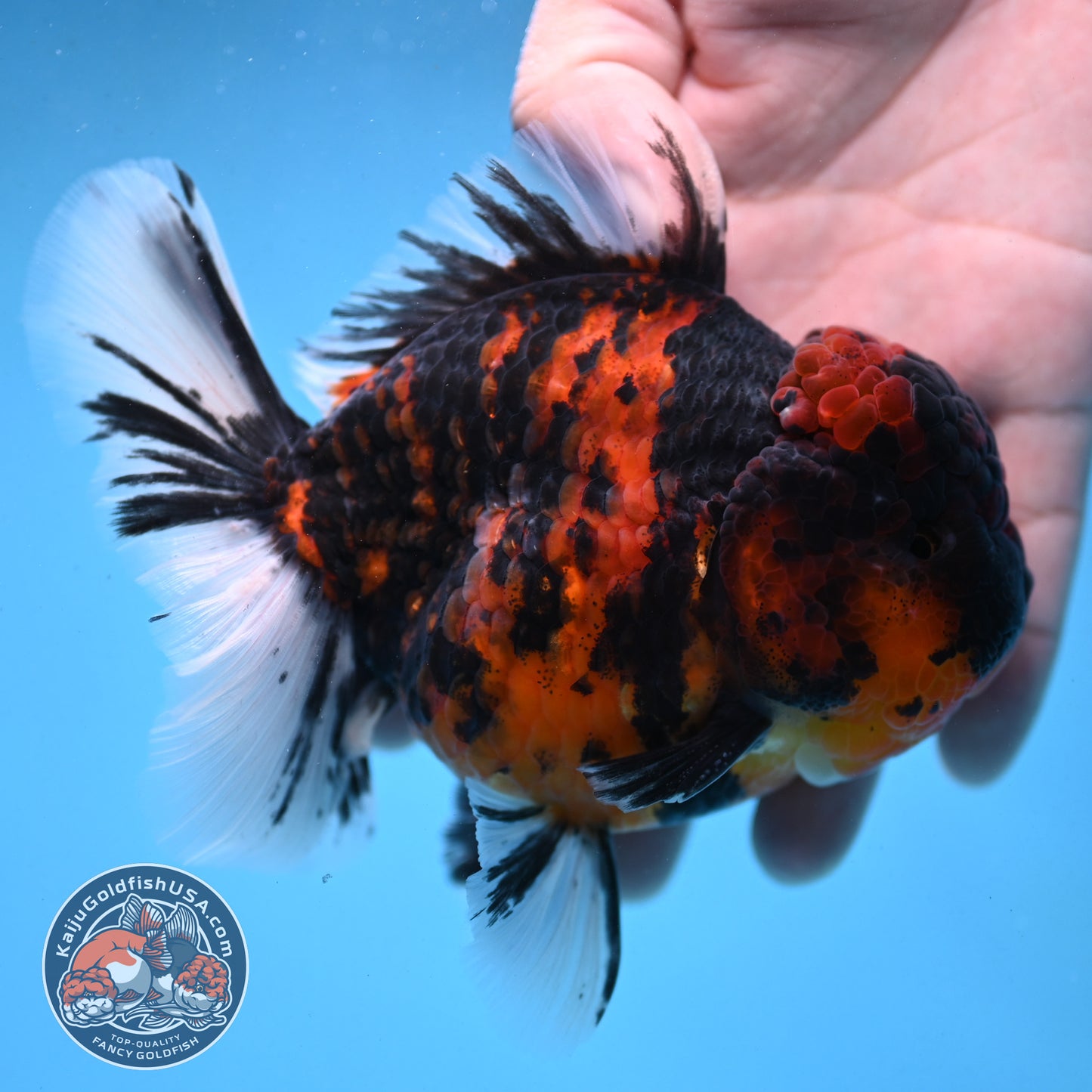 Tiger Oranda 4 inch Body (250926_OR04) - READ DESCRIPTION