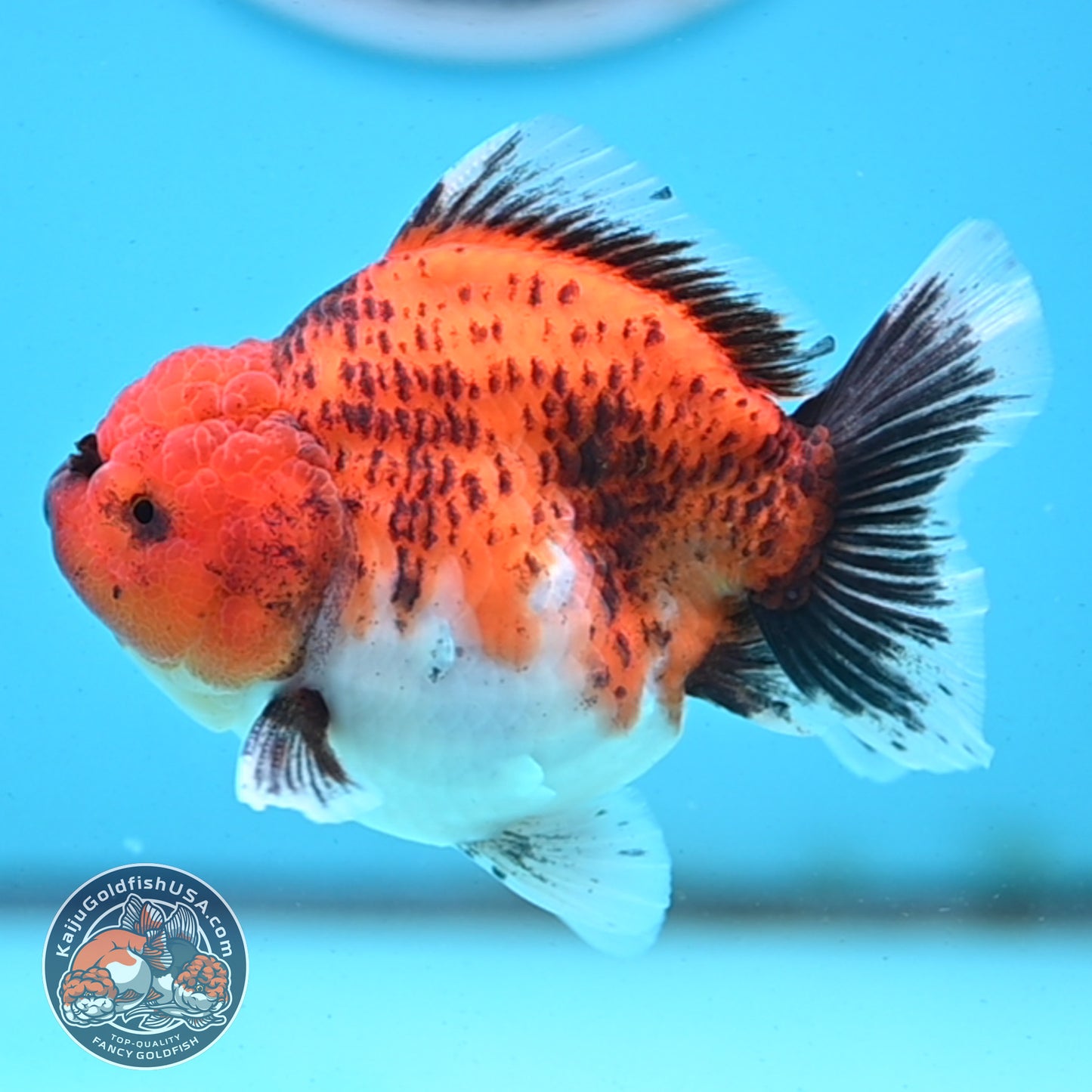 Shogun Tiger Oranda 3.5 inches Body - Male (250418_OR04)