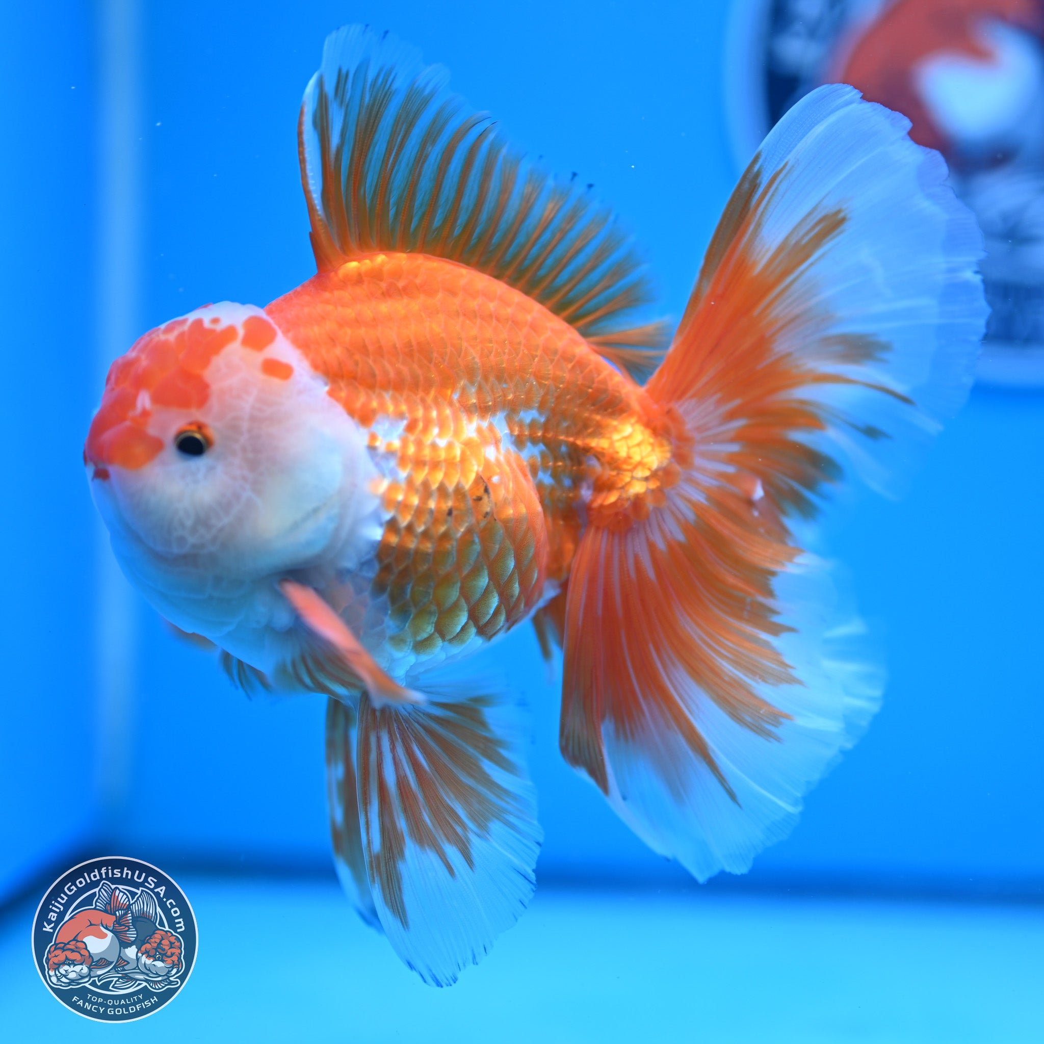 Red White Orchid Tail Oranda Goldfish for Sale | Kaiju