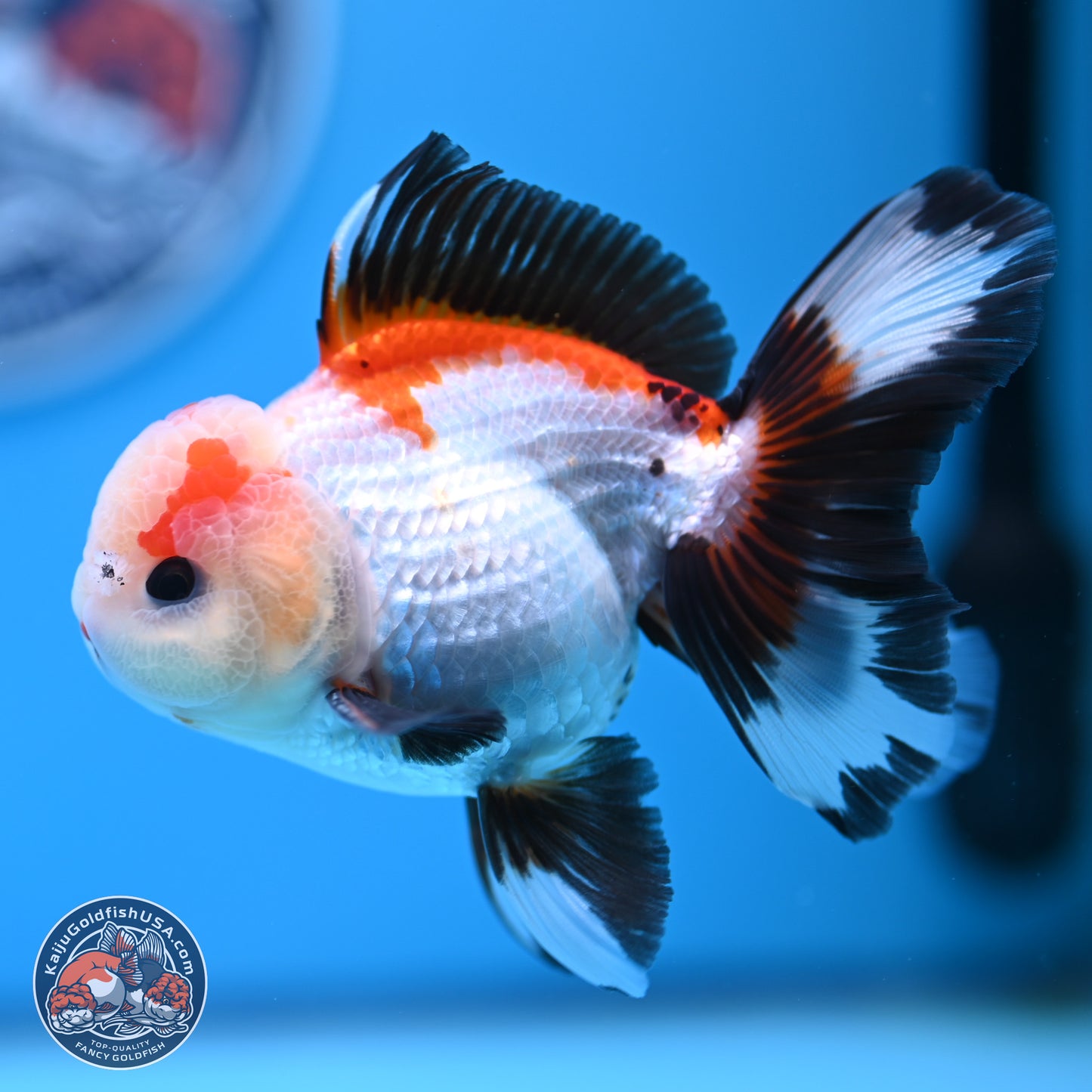 Tricolor Rose Tail Oranda 3.5in body (240809_OR04) - Kaiju Goldfish USA