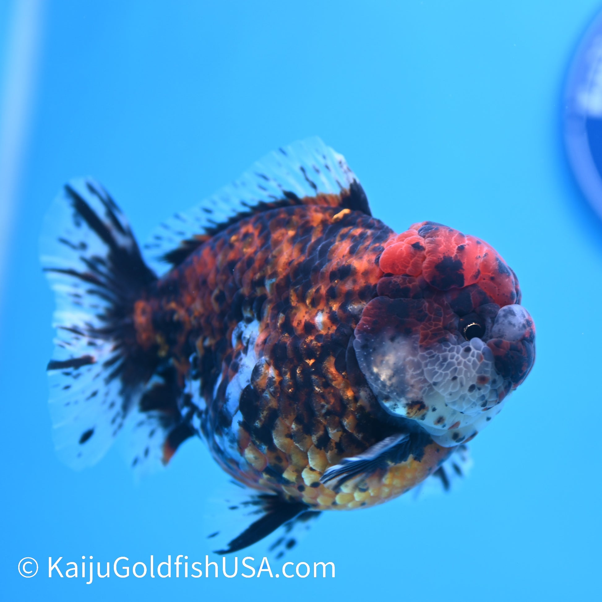 Heavy Ink Tricolor Tiger YuanBao Oranda 4-4.5 inches (240308_OR04) - Kaiju Goldfish USA