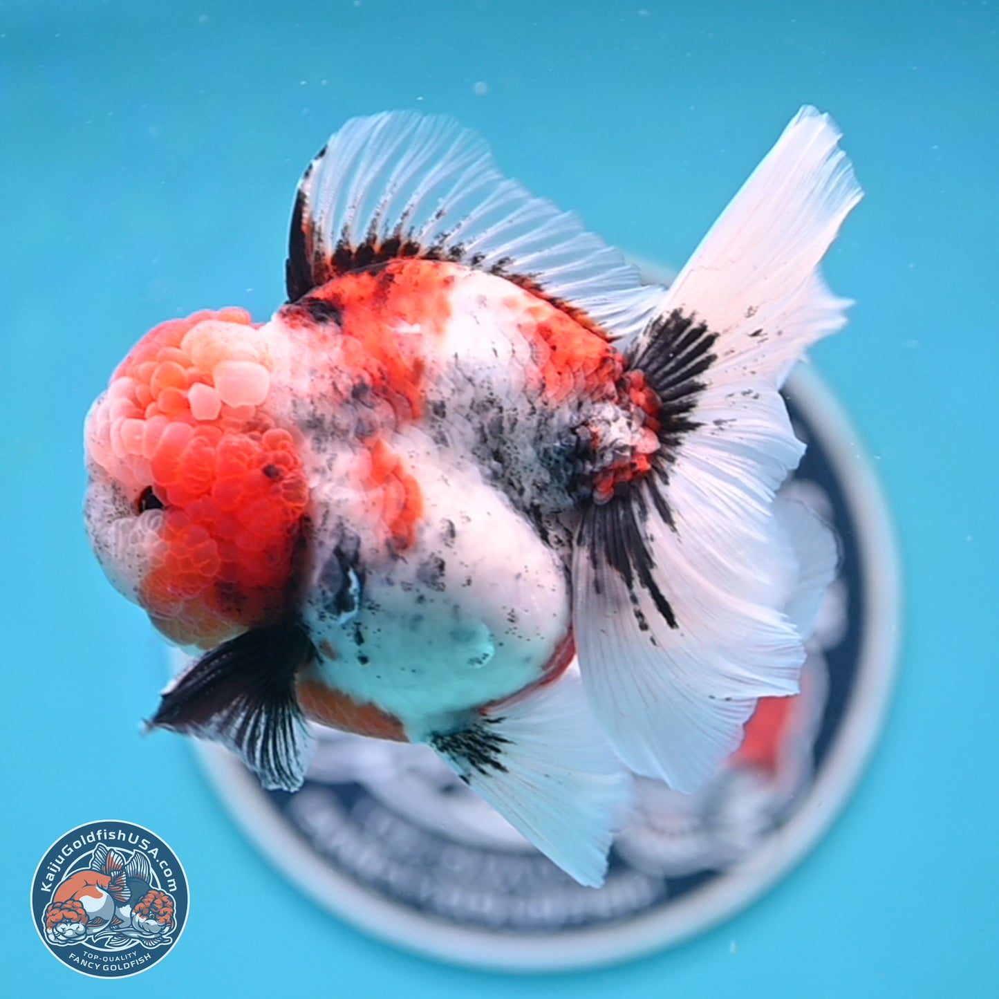 Tricolor Tiger Rose Tail Oranda 3.5 inches Body - Male (250404_OR04)