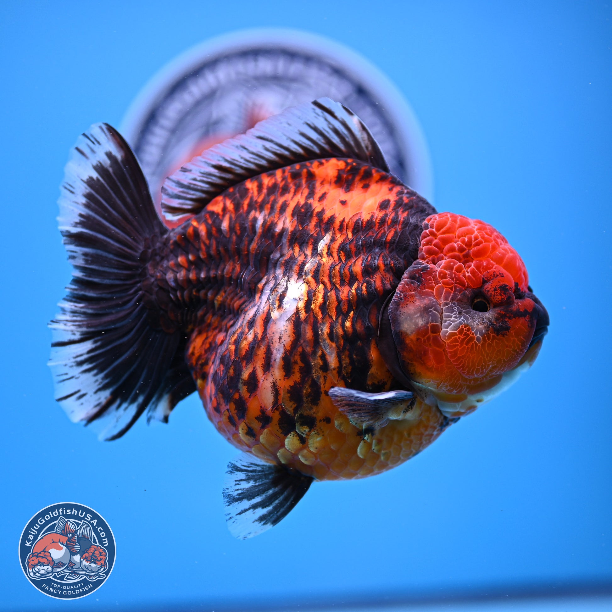 Jumbo Shogun Godzilla Red Kirin Oranda 5.2in Body (240823_OR4)- Overnight shipping only - Kaiju Goldfish USA