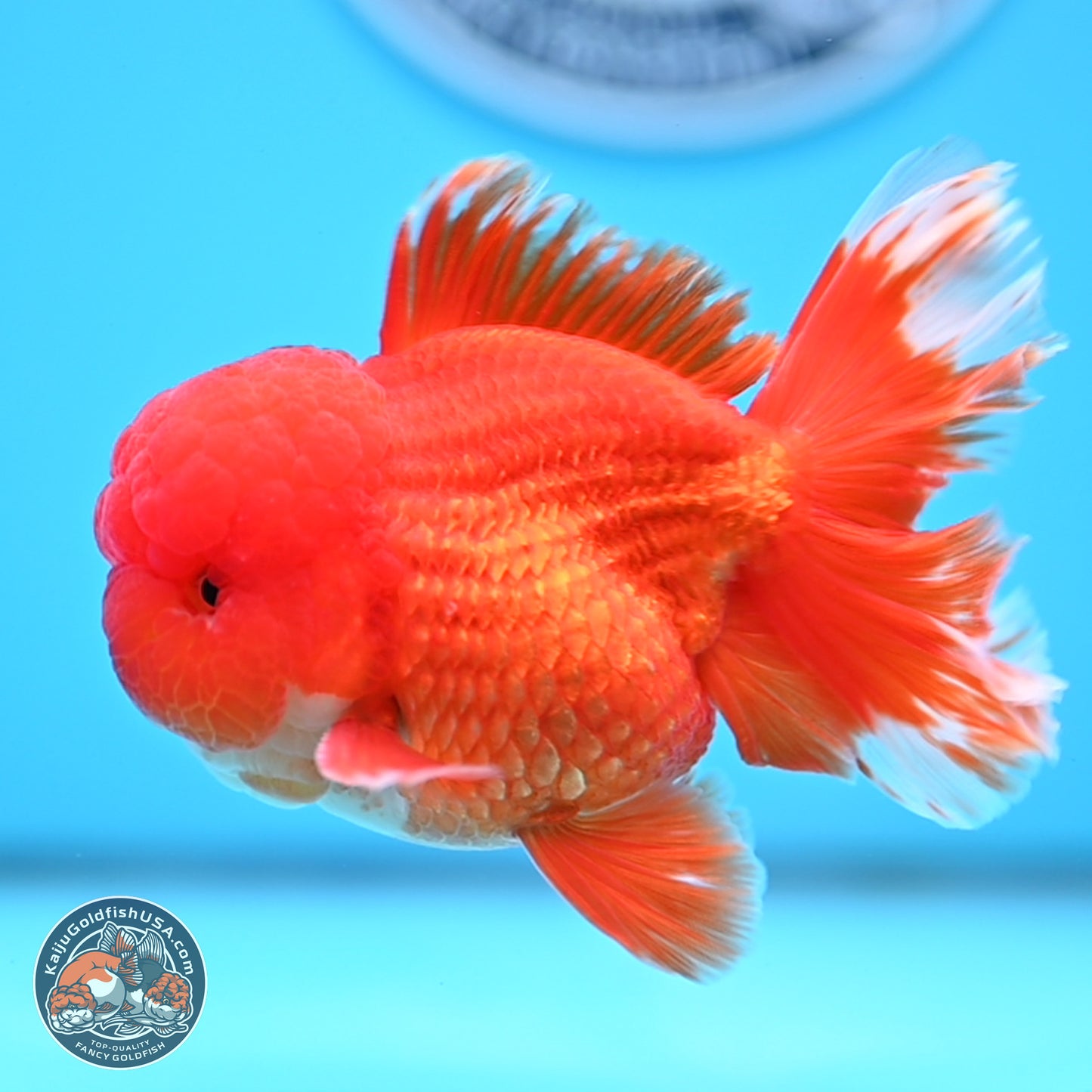 Red White Rose Tail Oranda 3.5 inches Body - Male (250314_OR04)