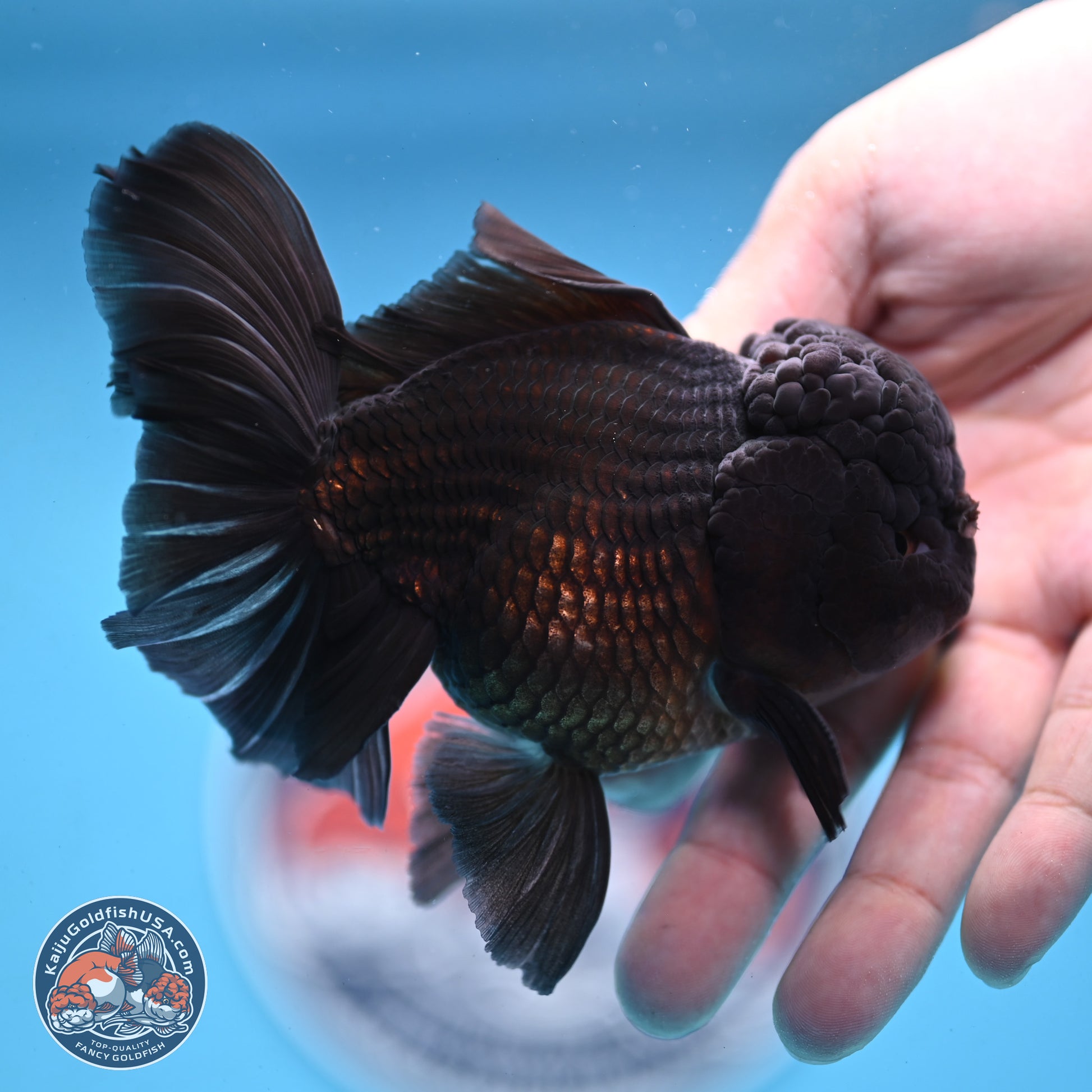 Black Rose Tail Oranda 3.75 inches Body - Male (250103_OR04) - Kaiju Goldfish USA