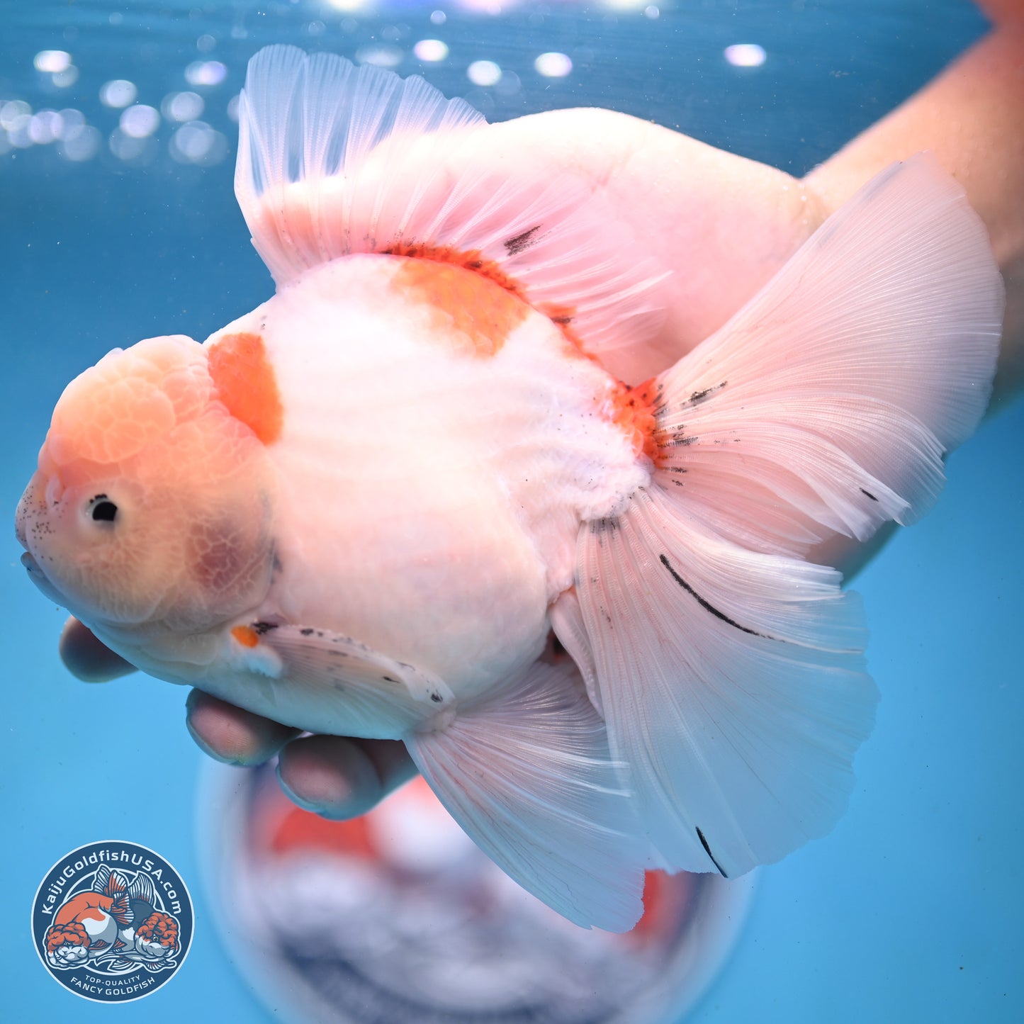 Calico Rose Tail Oranda 6 inches - Male (241122_OR04) - Kaiju Goldfish USA