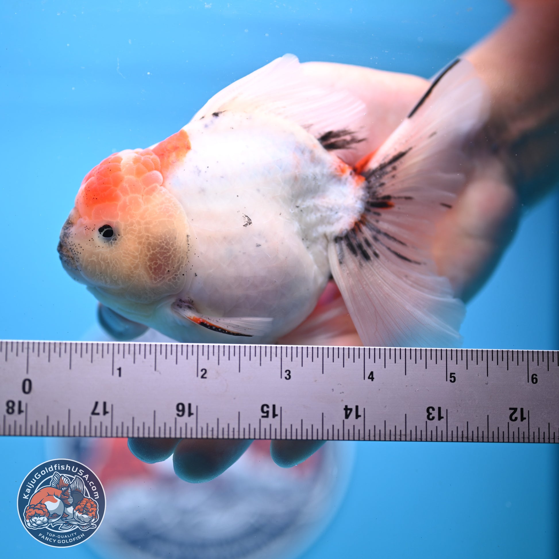 Calico Rose Tail Oranda 4-5 inches (240920_OR04) - Kaiju Goldfish USA