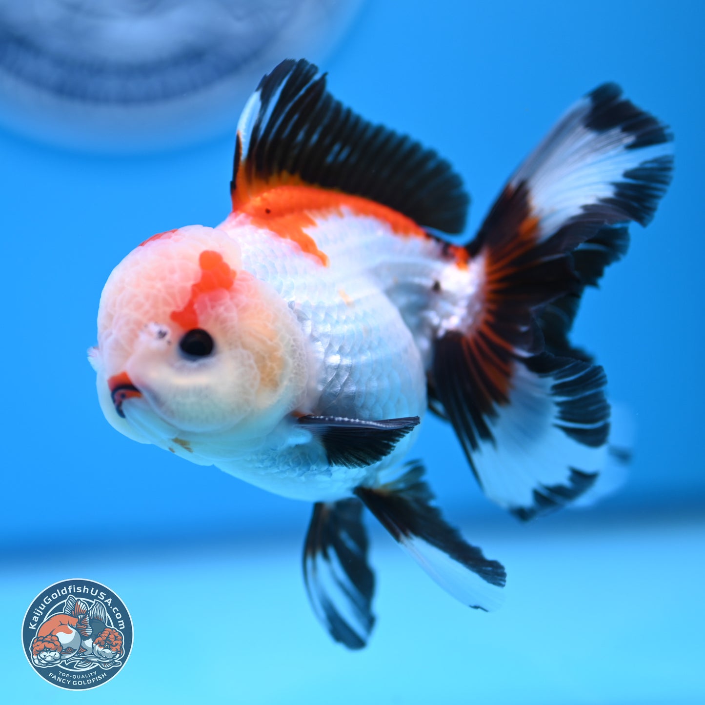 Tricolor Rose Tail Oranda 3.5in body (240809_OR04) - Kaiju Goldfish USA