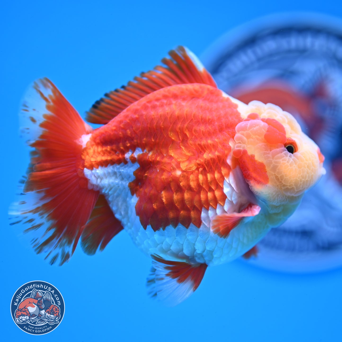 Jade Head Red White YuanBao Oranda 3.5 inches Body - Male (250228_OR04)
