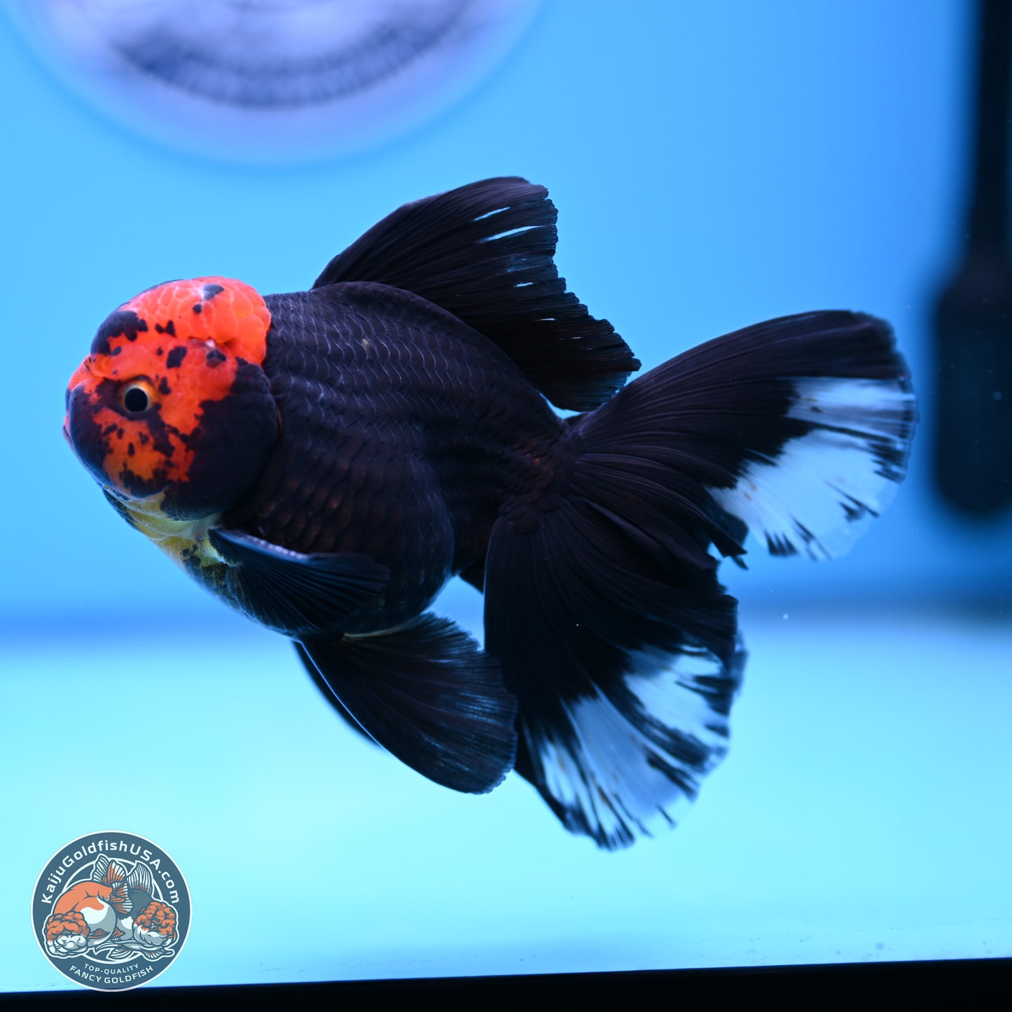 Red Head Black Body Orchid Tail Oranda 3.25in Body (240830_OR04) - Kaiju Goldfish USA