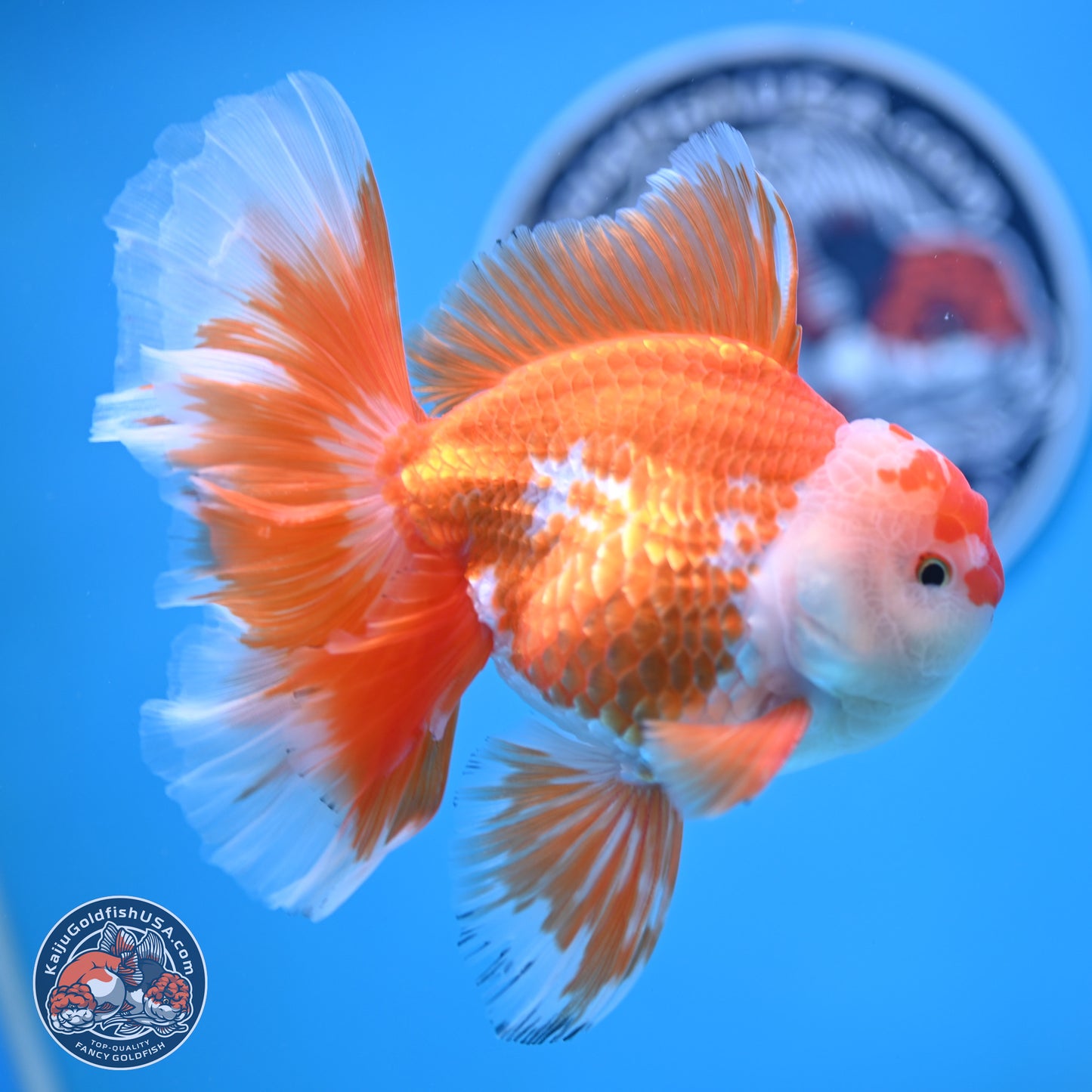 Red White Orchid Tail Oranda 4-6 inches (240906_OR04) - Kaiju Goldfish USA