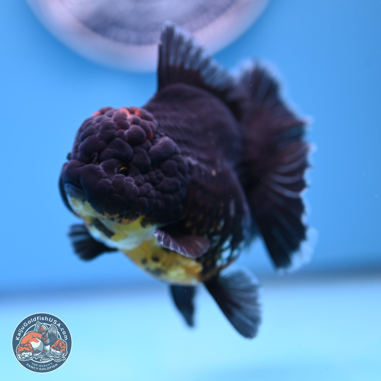 Kirin Rose Tail Oranda 4.5 inches (241101_OR04) - Kaiju Goldfish USA