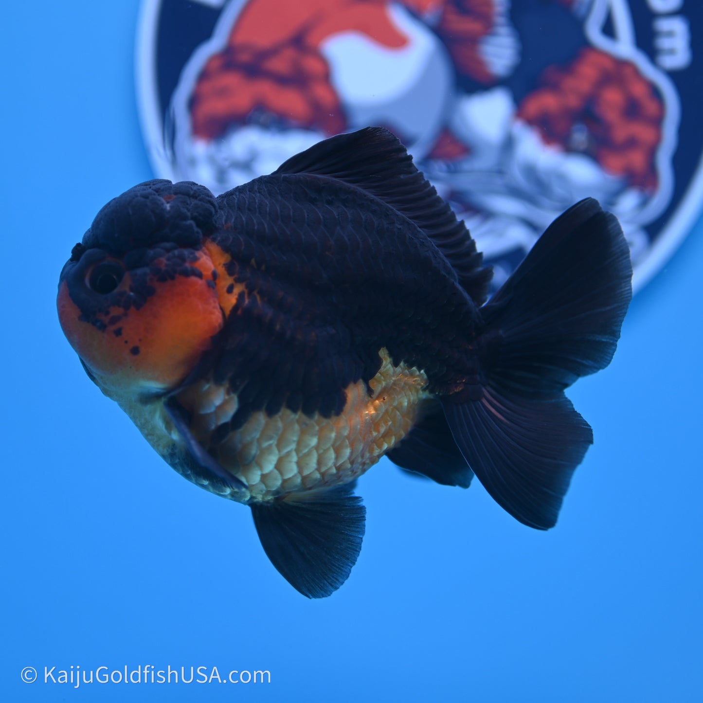 Shogun Godzilla Apache Oranda 3.5in Body (240719_OR04) - Kaiju Goldfish USA