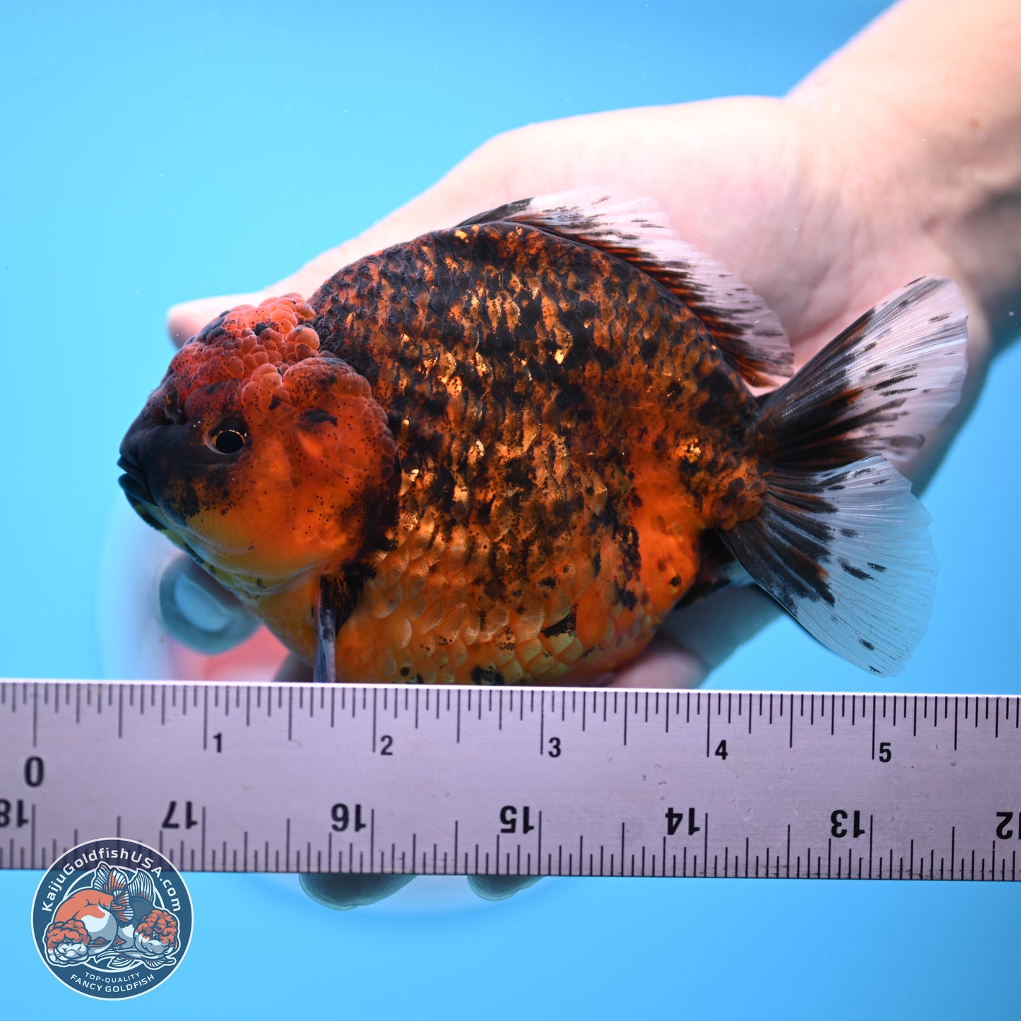 Shogun Tiger Oranda 3.75-4.5 inches (241004_OR04) - Kaiju Goldfish USA