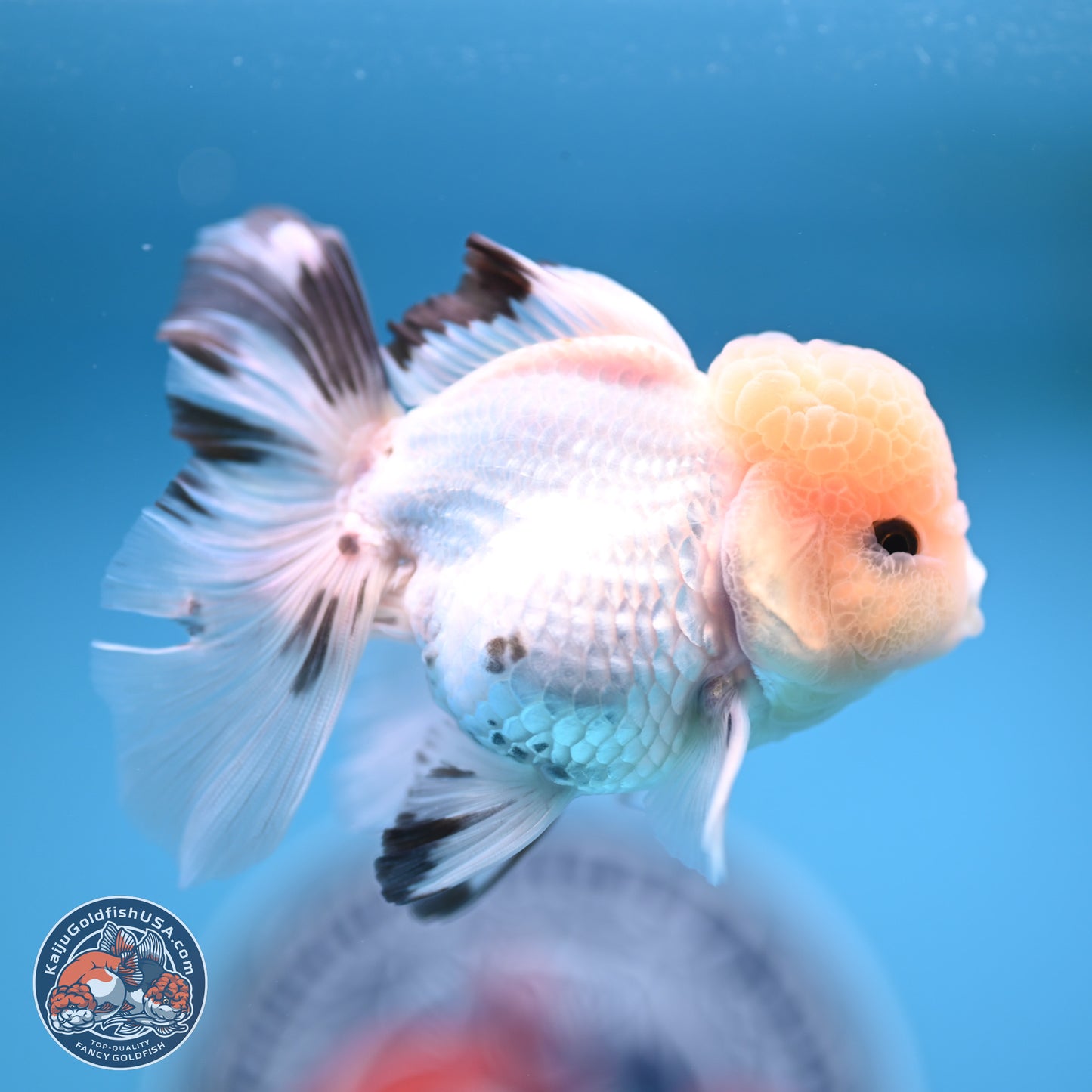 Panda Rose Tail Oranda 3.8 inches (241018_OR04)