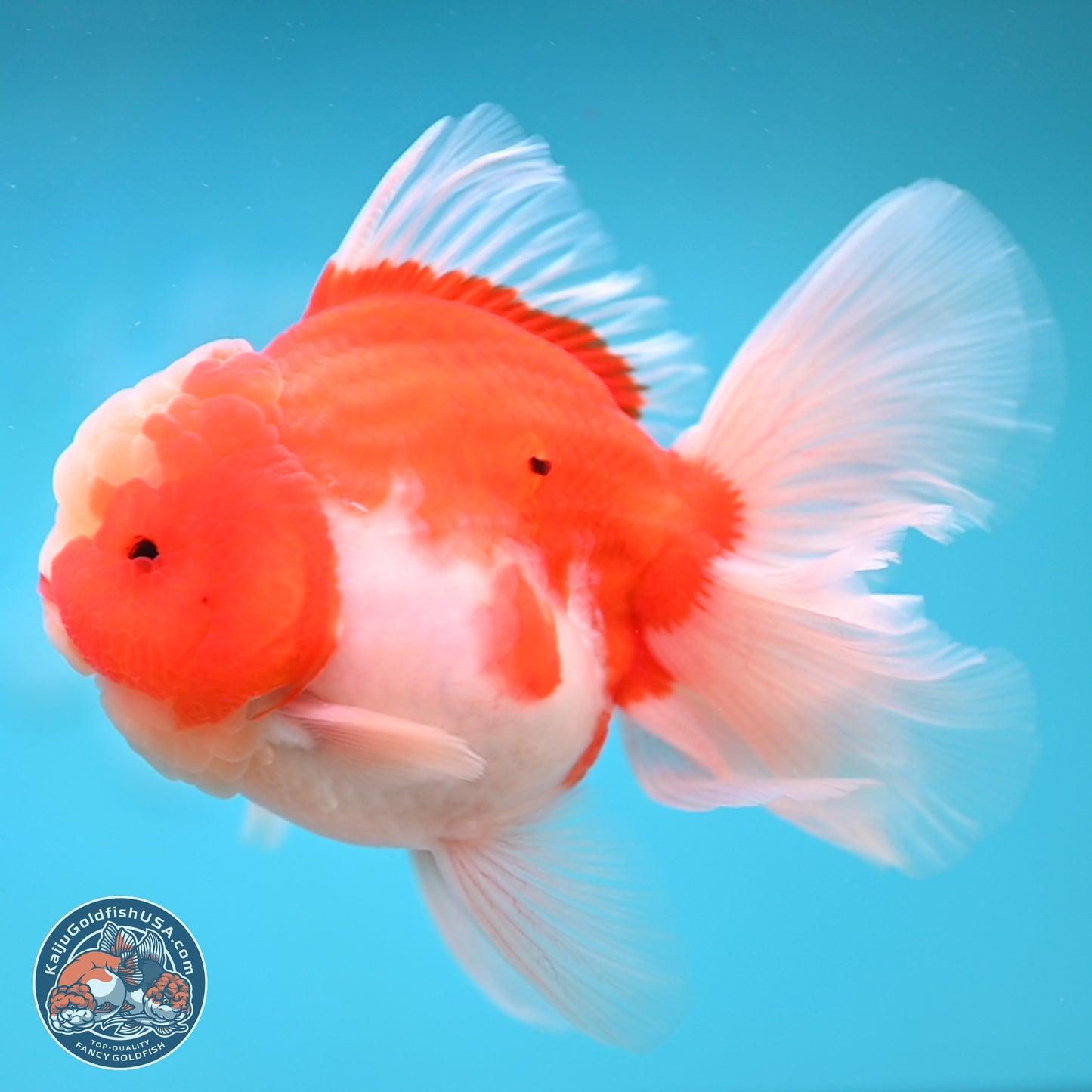 Sakura Rose Tail Oranda 3.5 inches Body - Male (250207_OR04)