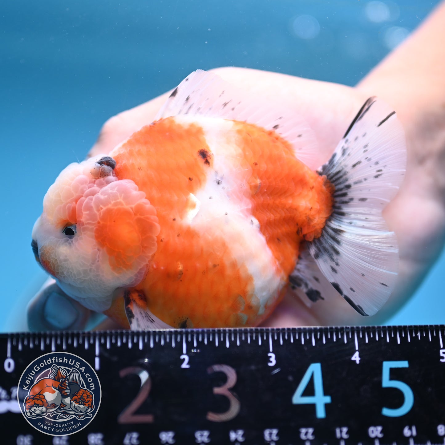 Shogun Tricolor Sakura Oranda 3.8 inches Body (250606_OR04)