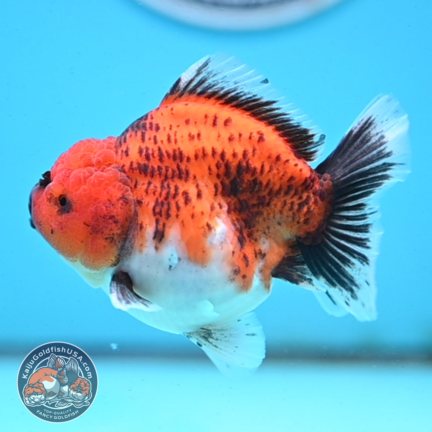 Shogun Tiger Oranda 3.5 inches Body - Male (250418_OR04)