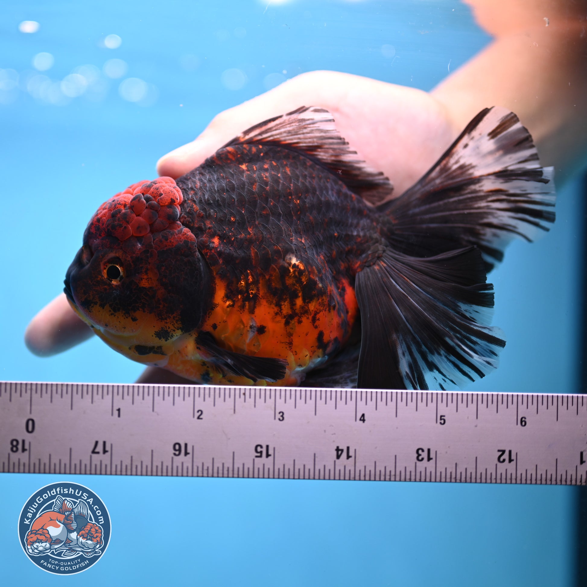 Red Kirin Rose Tail Oranda 6 inches - Male (241115_OR04) - Kaiju Goldfish USA