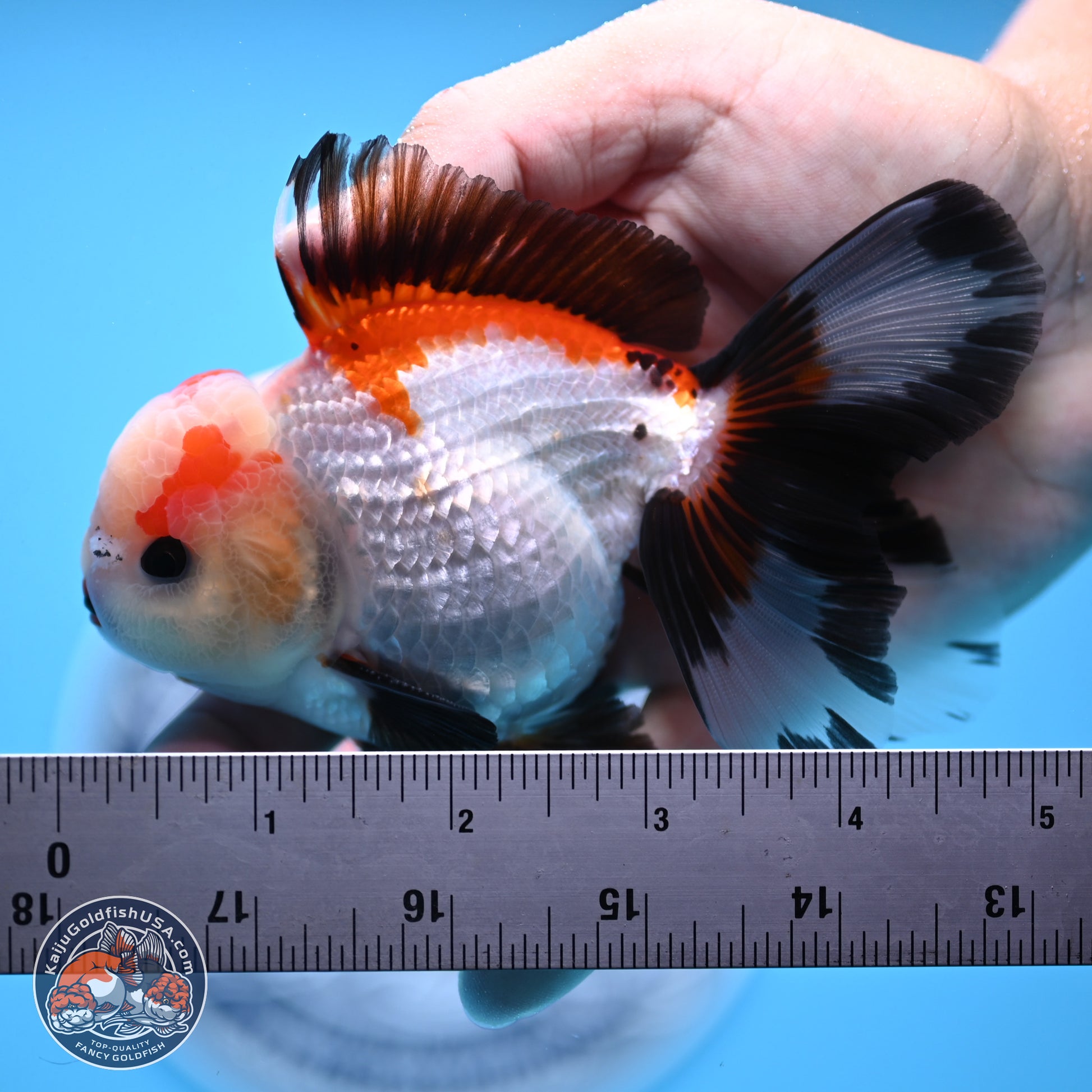 Tricolor Rose Tail Oranda 3.5in body (240809_OR04) - Kaiju Goldfish USA