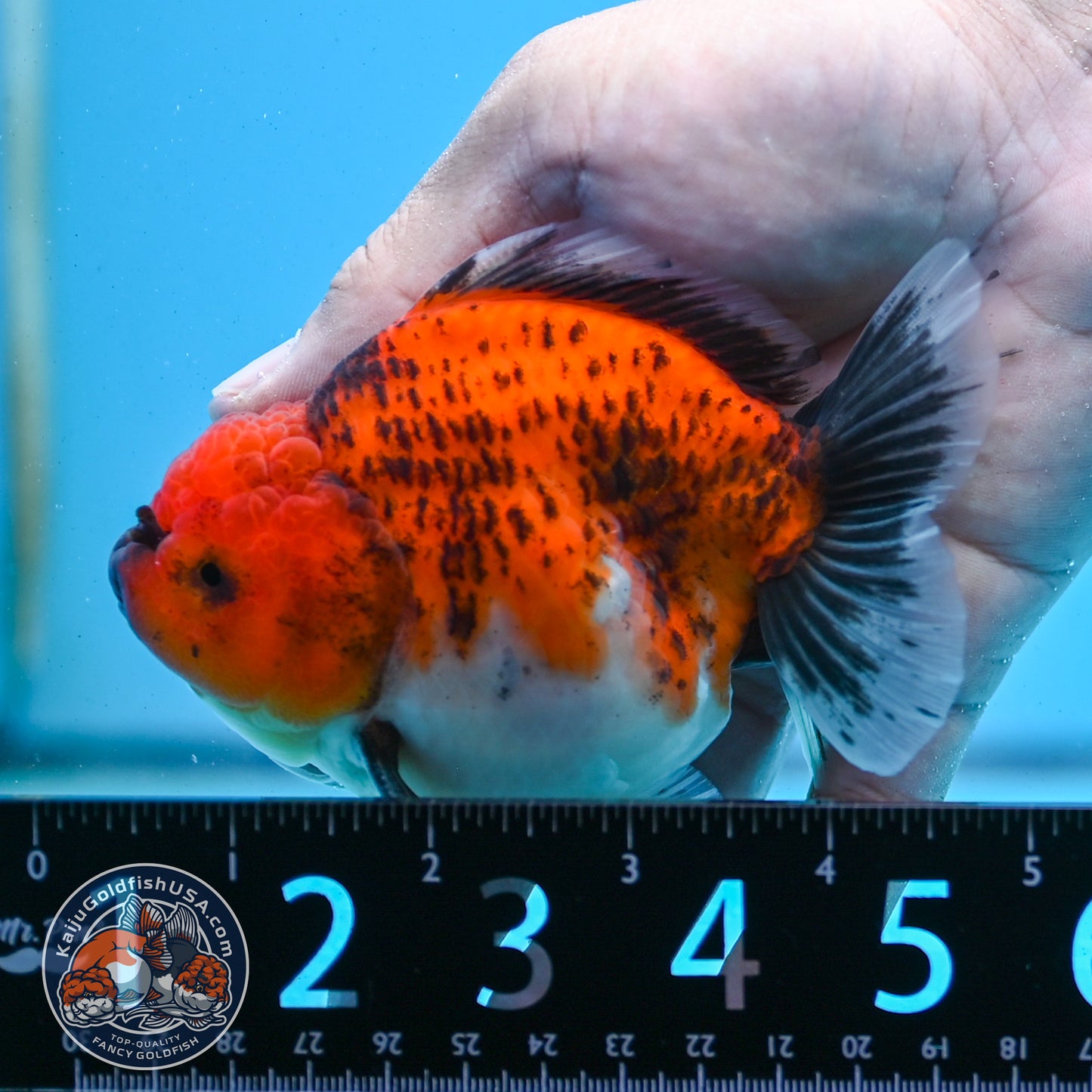 Shogun Tiger Oranda 3.5 inches Body - Male (250418_OR04)